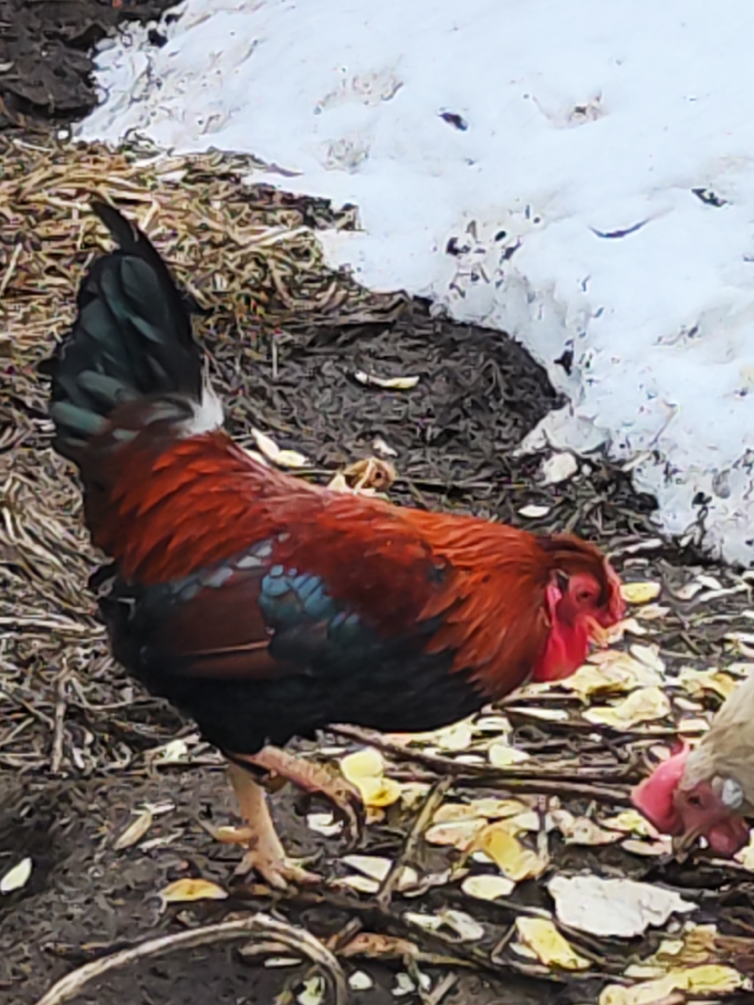 The image shows a rooster standing on muddy ground covered with scattered yellow leaves and twigs. In the background, there is a patch of dark soil and a pile of snow. Another chicken is partially visible in the lower right corner, pecking at the ground.
Location: Unknown, Unknown.