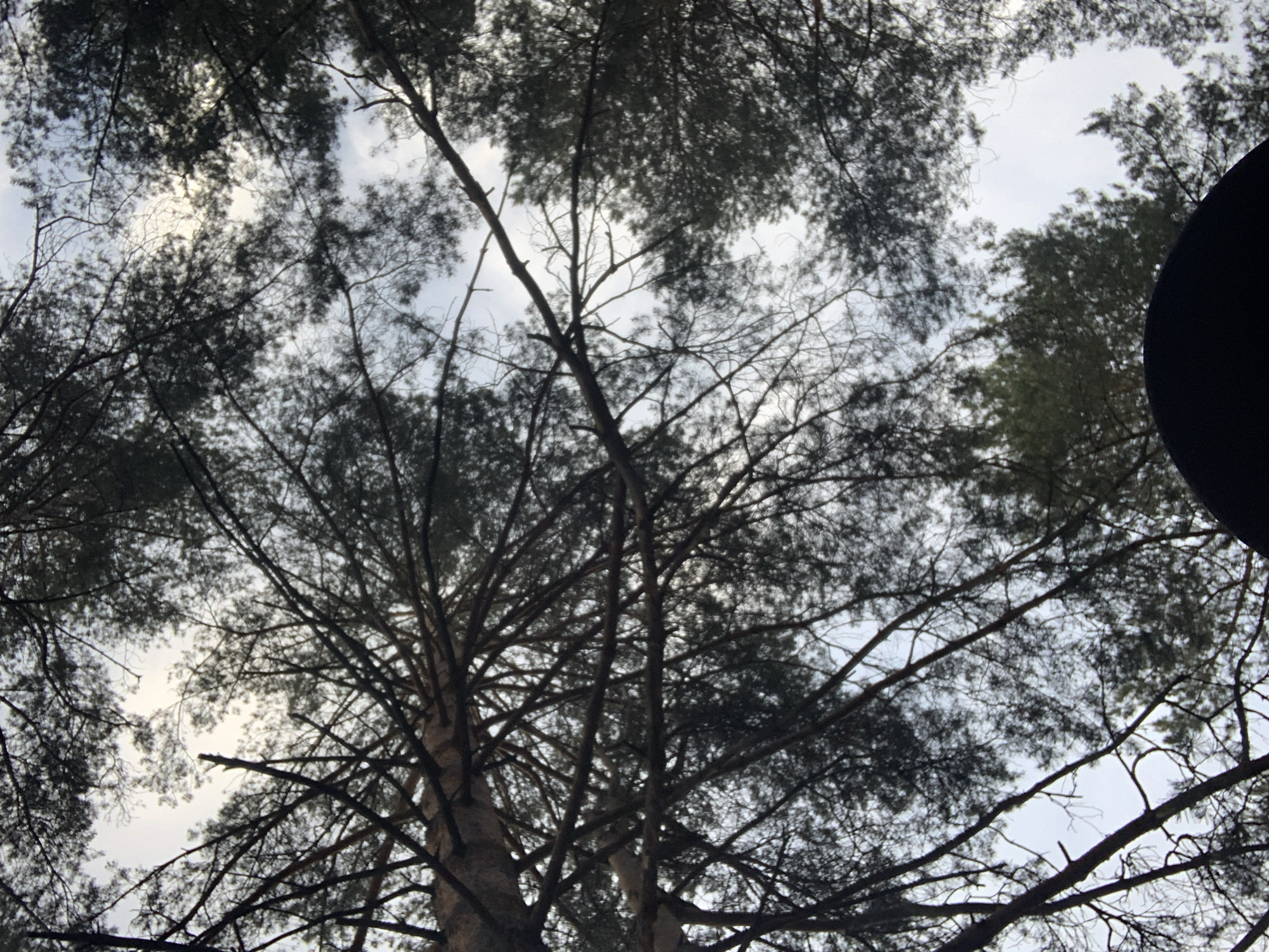 The image shows a view looking up through the branches of tall pine trees towards a cloudy sky. The location, Chaikovsky, Russia is not discernible from the image. The trees are the primary subjects, their dark silhouettes contrasting against the brighter sky. The branches are densely packed, creating a complex network. There are no discernible people, objects (other than the trees), or actions visible. A dark, circular object is visible at the far right. The environment is defined by the forest setting and overcast lighting.
