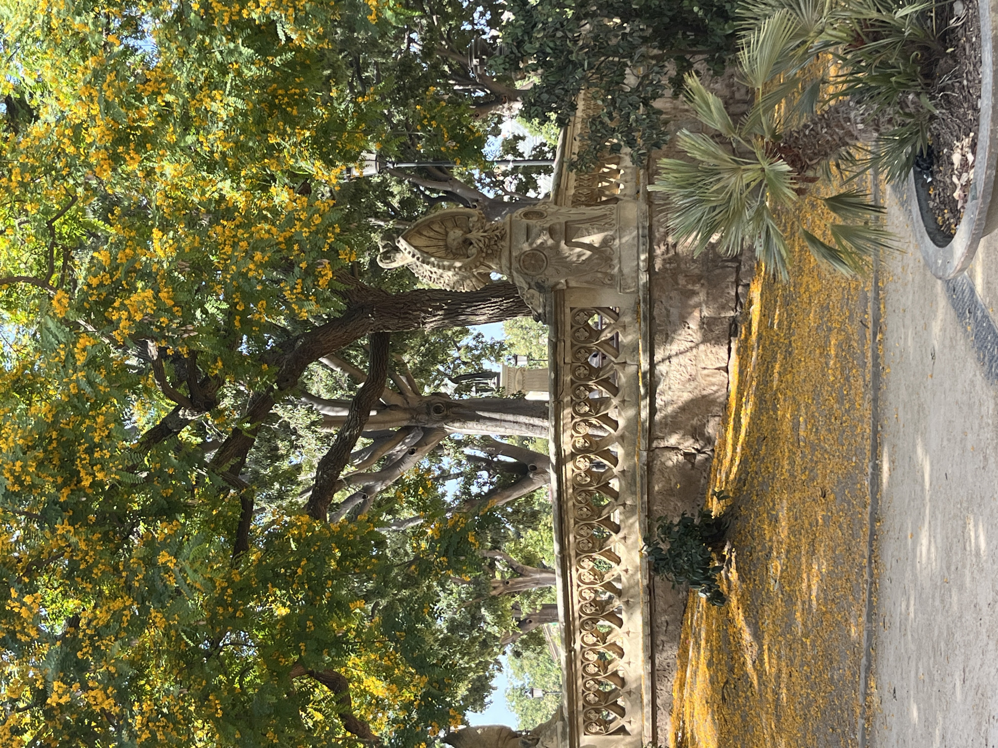 The image depicts a sunlit outdoor scene in Barcelona, Spain, characterized by abundant yellow flowers blanketing the ground and adorning the trees. In the foreground, a paved pathway leads into the scene, bordering a patch of ground covered in fallen yellow petals. To the right, a potted palm tree stands prominently. Behind this, a low, ornate stone balustrade with intricate designs curves through the scene, topped by a decorative stone urn. Further back, a large tree with green foliage and clusters of yellow flowers dominates the upper portion of the image. Several other trees with substantial trunks and branches are visible in the middle ground, some of which are also adorned with yellow blossoms. A streetlamp is visible behind the balustrade, near the large tree. The overall impression is one of a vibrant and picturesque park setting, likely within the city of Barcelona, possibly during springtime or early summer.