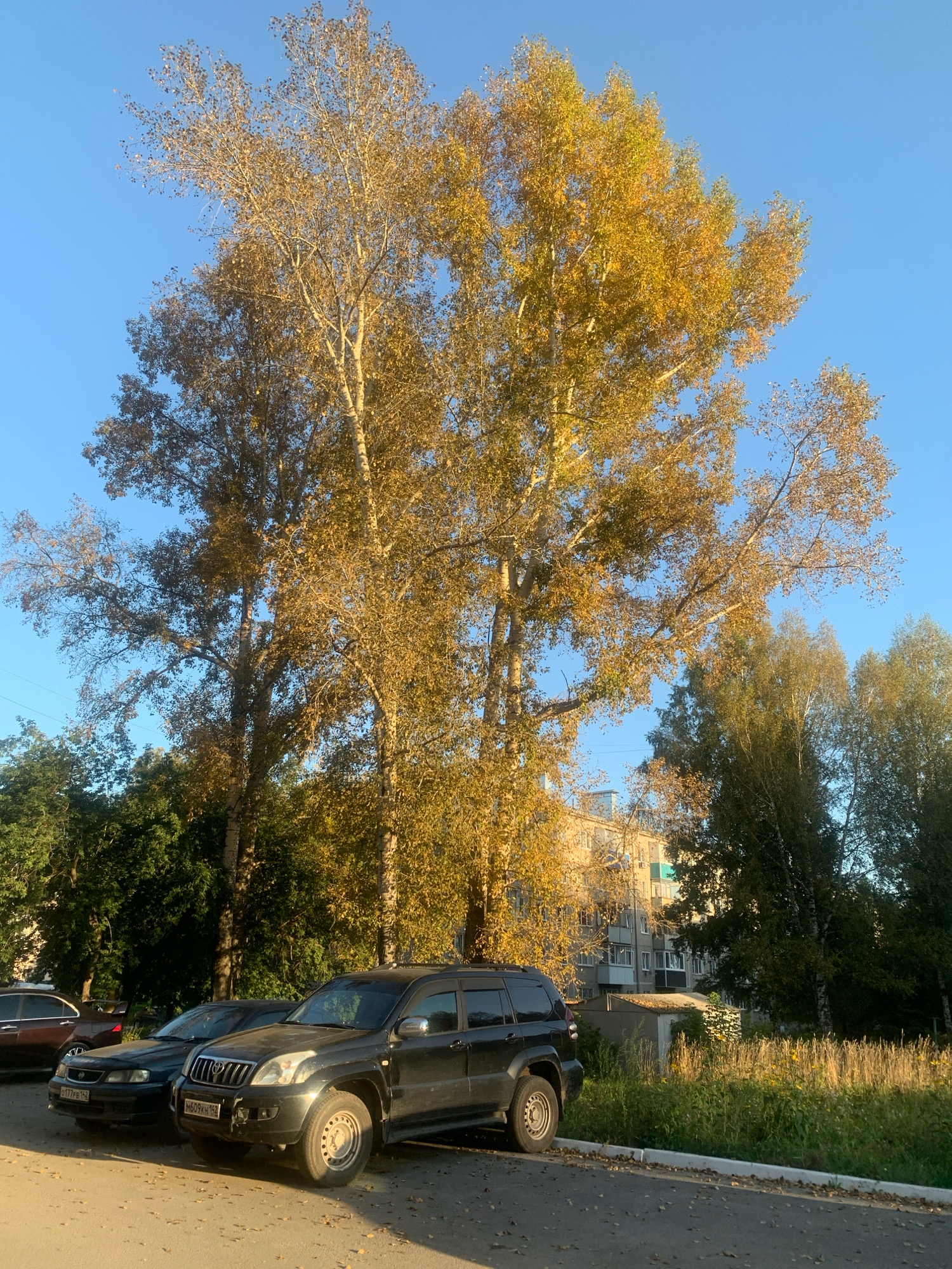 This image depicts an outdoor scene in Prokopyevsk, Russia, featuring a clear blue sky and autumnal foliage. In the foreground, several parked vehicles, including a black SUV and two sedans, are visible on an asphalt road. The SUV is a dark color, possibly black, and appears to be a Toyota Land Cruiser Prado based on its distinctive grille and body style. The sedans are also dark, one appearing to be a dark blue or black, and the other a dark maroon. A concrete curb separates the road from a strip of grass and vegetation.
Dominating the background are several tall trees with golden and yellow leaves, characteristic of autumn. These trees are interspersed with evergreen trees. Behind the trees, a multi-story apartment building with beige and light blue accents is visible. The building has numerous windows and balconies. A small, shed-like structure is also present in the vegetation area. The ground in front of the trees and grass is covered with scattered autumn leaves. The lighting suggests it is daytime, with the sun casting a warm glow on the scene. There are no people visible in the image.