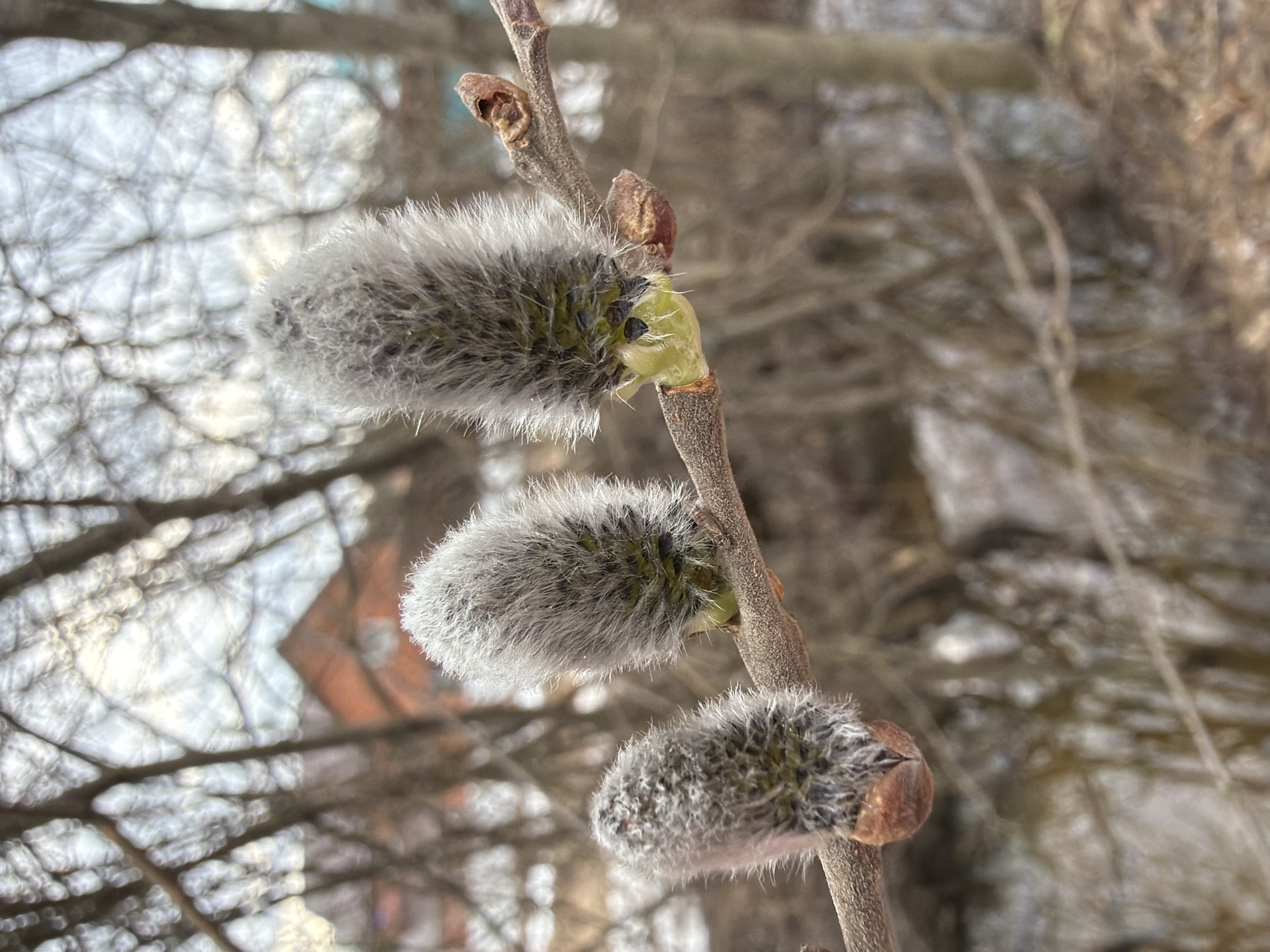 This close-up photograph shows a branch with three pussy willow catkins in the city of Chaikovsky, Russia. The catkins are the main subject, displaying their soft, furry texture. They are positioned along a thin, brown branch. The background is blurry, displaying hints of other branches, possible structures, and sky.