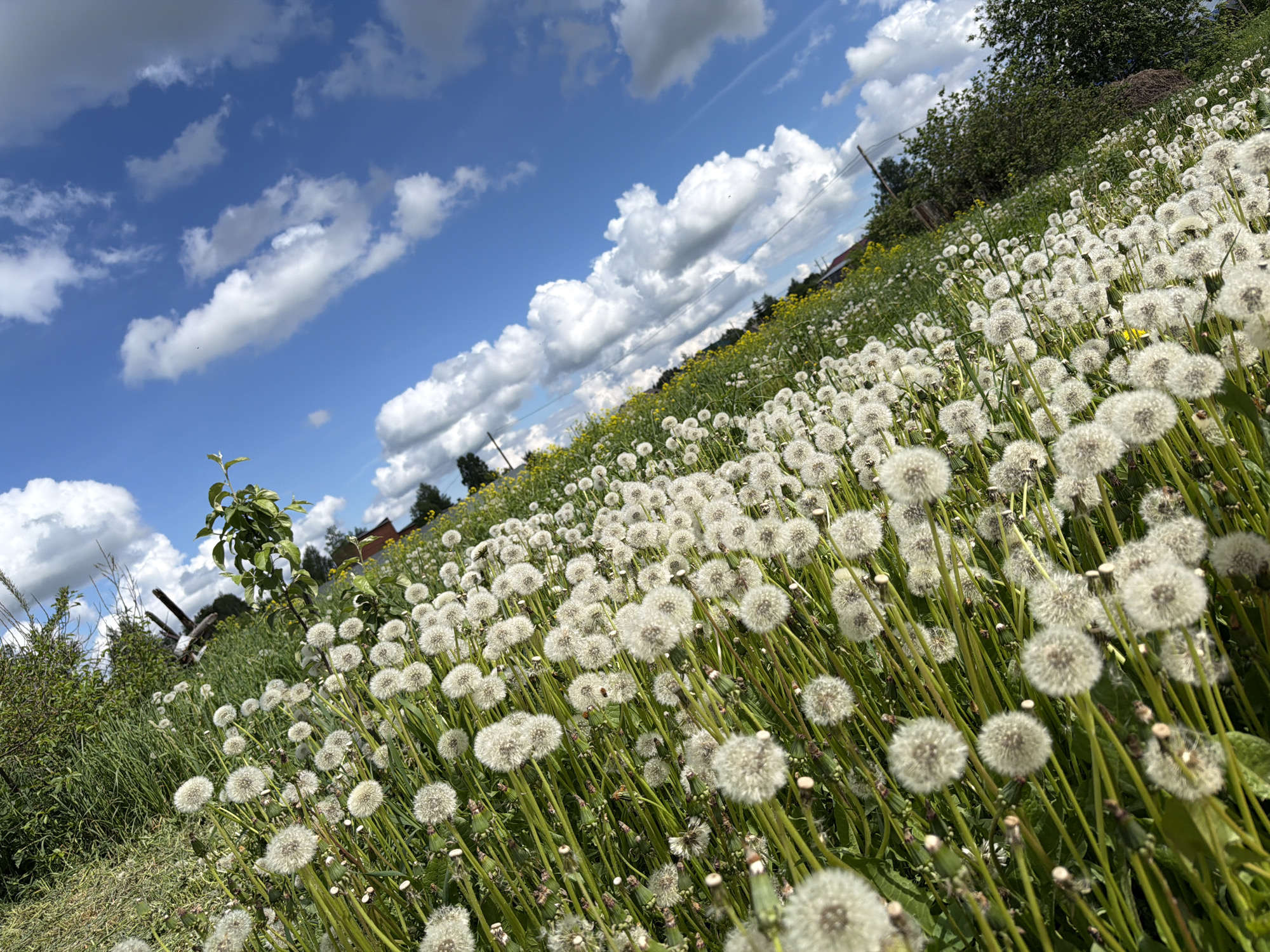 The image depicts a field of dandelions gone to seed in Ol'khovo, Russia. The sky is blue with scattered, puffy white clouds. In the background, yellow flowers are mixed in with the grass. To the left, a tree branch with green leaves is visible, along with some bushes. In the distance, glimpses of houses are seen.
