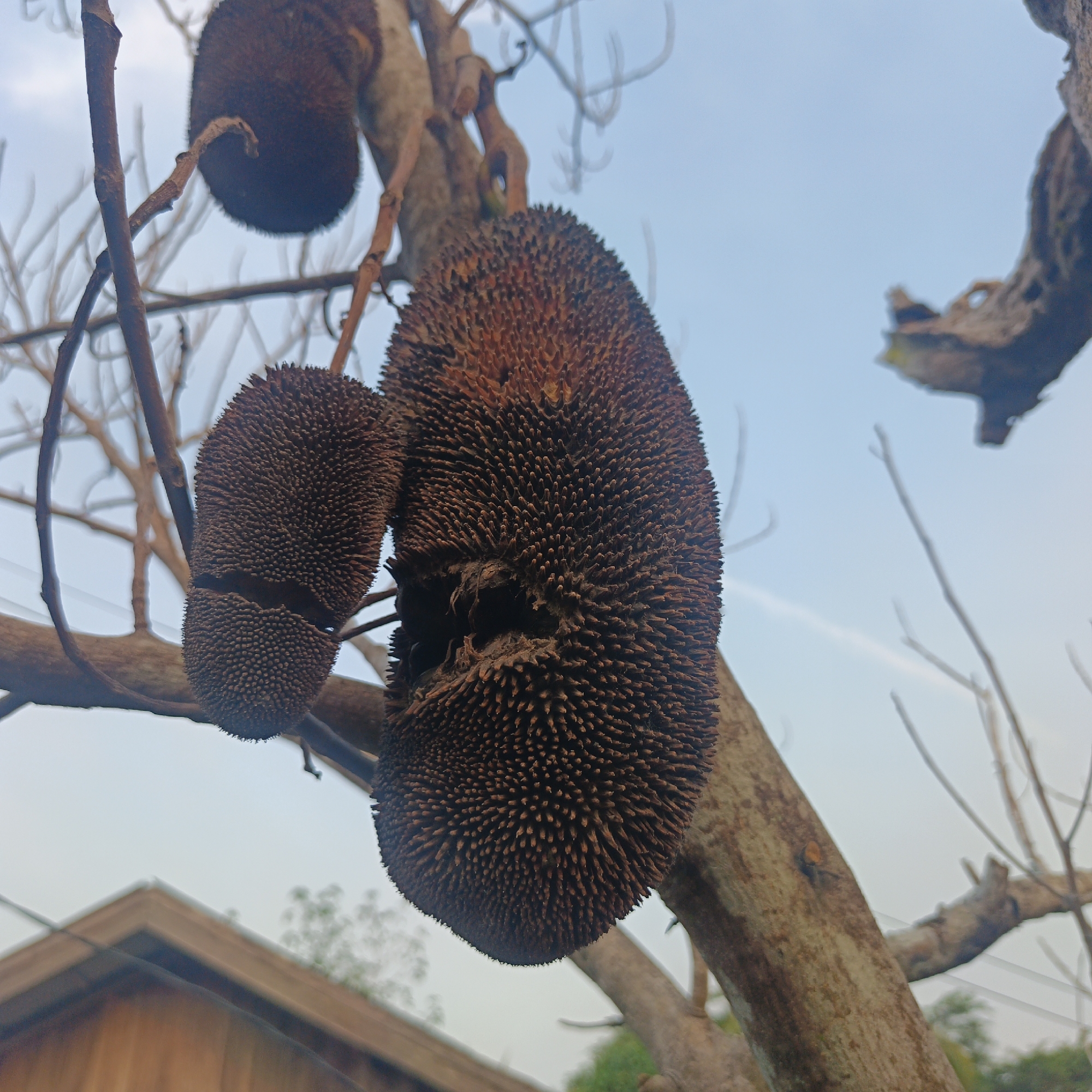 This is a close-up, eye-level shot of three jackfruits hanging from a tree branch. The fruits are brown and spiky, and appear to be dried or overripe. The largest jackfruit is in the center of the frame, with two smaller ones to its left. The background is a hazy sky with some bare tree branches and a glimpse of a wooden roof and foliage. The image does not contain any people or provide any specific information about the location in Sungai Rasau, Indonesia.