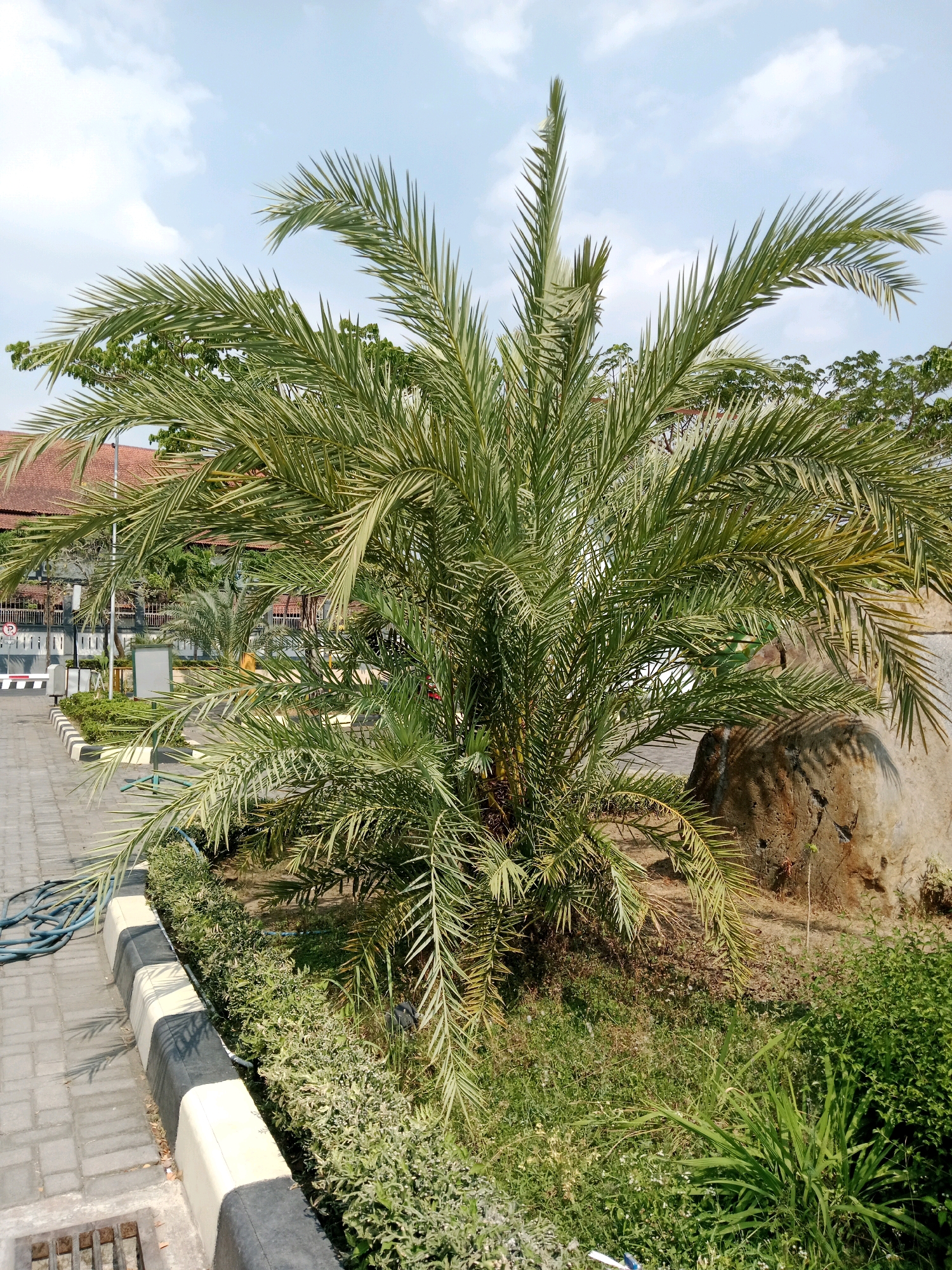 A bright, sunny day in Karanganyar, Indonesia, is captured in this image. A date palm tree, with its characteristic feathery fronds, dominates the foreground, casting dappled shadows on the ground. To the left, a paved walkway with a distinctive black and white striped curb runs alongside a garden bed filled with lush green shrubs and grasses. In the background, a large boulder with a rough, textured surface stands out against a backdrop of more foliage and a building with a red-tiled roof. The sky above is a clear blue, dotted with a few fluffy white clouds. The scene appears to be part of an outdoor public space, possibly a park or a garden.