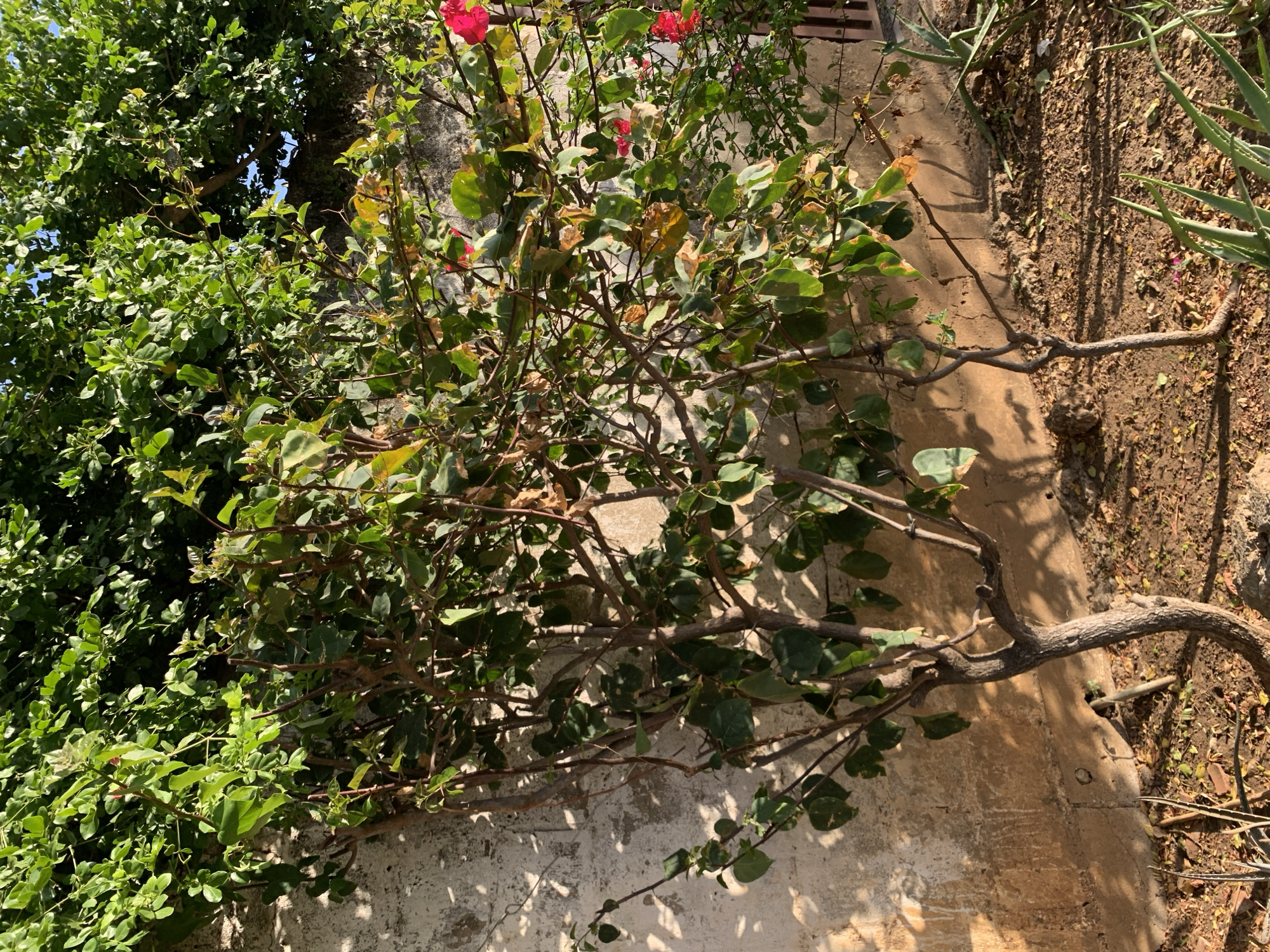 A medium shot captures a sun-drenched outdoor scene against a textured, beige wall. Two young trees with sparse, brown branches and green leaves are positioned in the foreground. One tree on the left is more upright, while the one on the right is angled. Scattered red flowers are visible on the branches of the tree on the right, and some leaves show signs of yellowing. The ground is covered in dry, brown soil with scattered leaves and some aloe vera plants to the right. Sunlight casts distinct shadows on the wall and the ground. The background consists of dense green foliage and a clear blue sky. The scene appears to be in Santa Ana, Venezuela, likely a residential garden or a quiet outdoor space. There are no people or animals present.