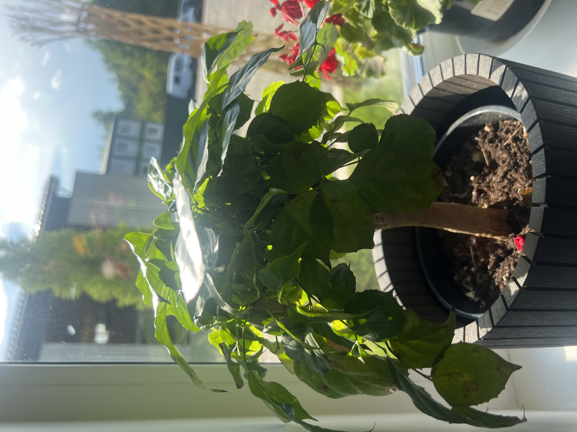 A potted plant with large green leaves sits on a windowsill. The plant is in a dark gray planter with a ribbed texture. Sunlight streams in from the window, illuminating the leaves. Through the window, a blurry background shows a building, trees, and a white van. To the right of the main plant, another potted plant with red flowers is partially visible. The overall scene suggests an indoor setting near a window with an outdoor view.