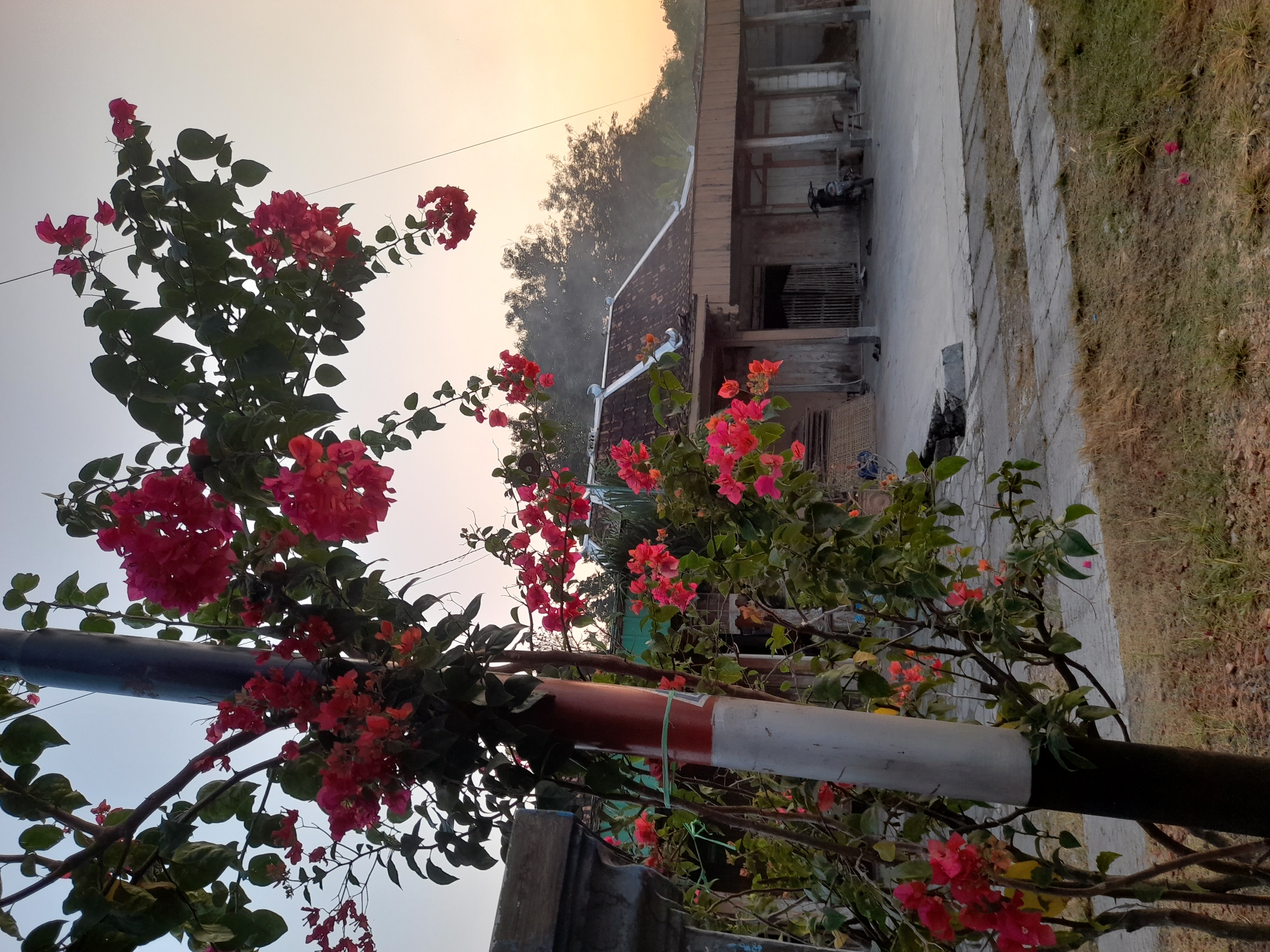 In Pulokulon, Indonesia, a close-up shot focuses on vibrant pink bougainvillea flowers blooming in front of a utility pole, which is painted with red and white bands. Behind the flowers and pole, a traditional Indonesian building with a tiled roof and wooden accents is visible. The building appears to be a modest dwelling or shop, with a motorcycle parked in front of it. The scene is bathed in the soft light of dawn or dusk, with a hazy sky and trees in the background suggesting a rural or semi-rural setting. The ground is paved with concrete tiles, with patches of dry grass and scattered fallen flowers.