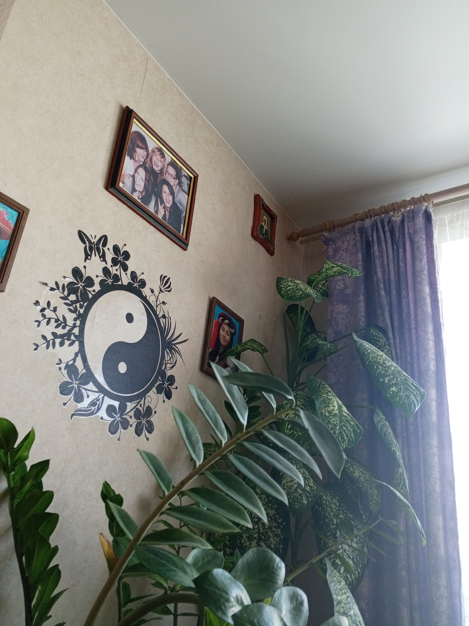 The image depicts an indoor scene, likely a living room, featuring a wall with several framed photographs and a large yin-yang decal. A tall potted plant with large, variegated leaves dominates the foreground and right side of the frame, partially obscuring the wall decorations and a window covered by purple curtains. The wall itself has a textured, light-colored wallpaper. In the background, the ceiling and a portion of a window are visible. The lighting suggests it is daytime, with light coming from the window. The scene appears to be situated in a residential setting.