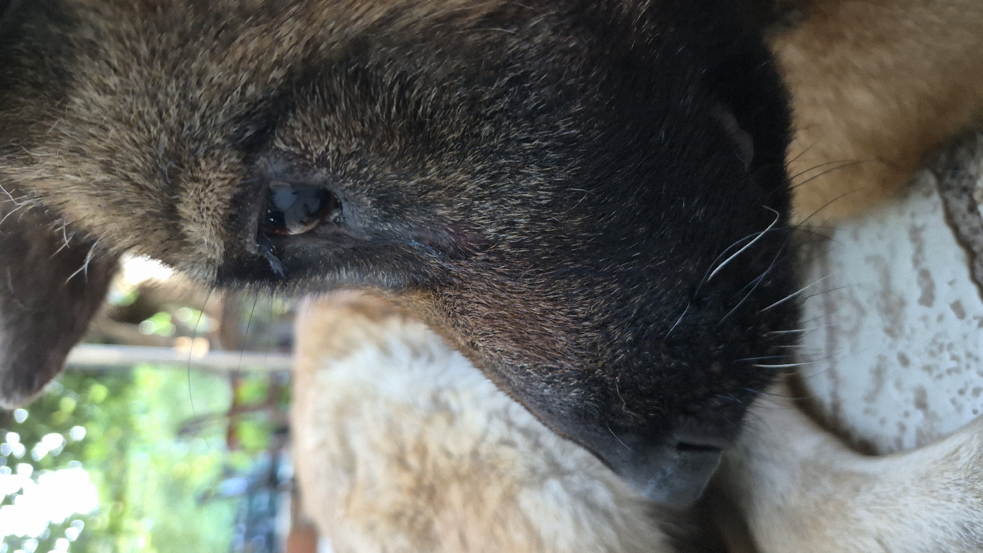 The image is a close-up, side-profile view of a dog's head. The dog is dark brown with lighter brown fur on its body, which is visible in the background. The dog's eye is visible and appears to have some redness around it. The dog's nose is black and it has white whiskers. The background is blurred and shows greenery, suggesting an outdoor setting. The ground beneath the dog appears to be a patterned surface, possibly concrete or tiles. The image is taken from a low angle.