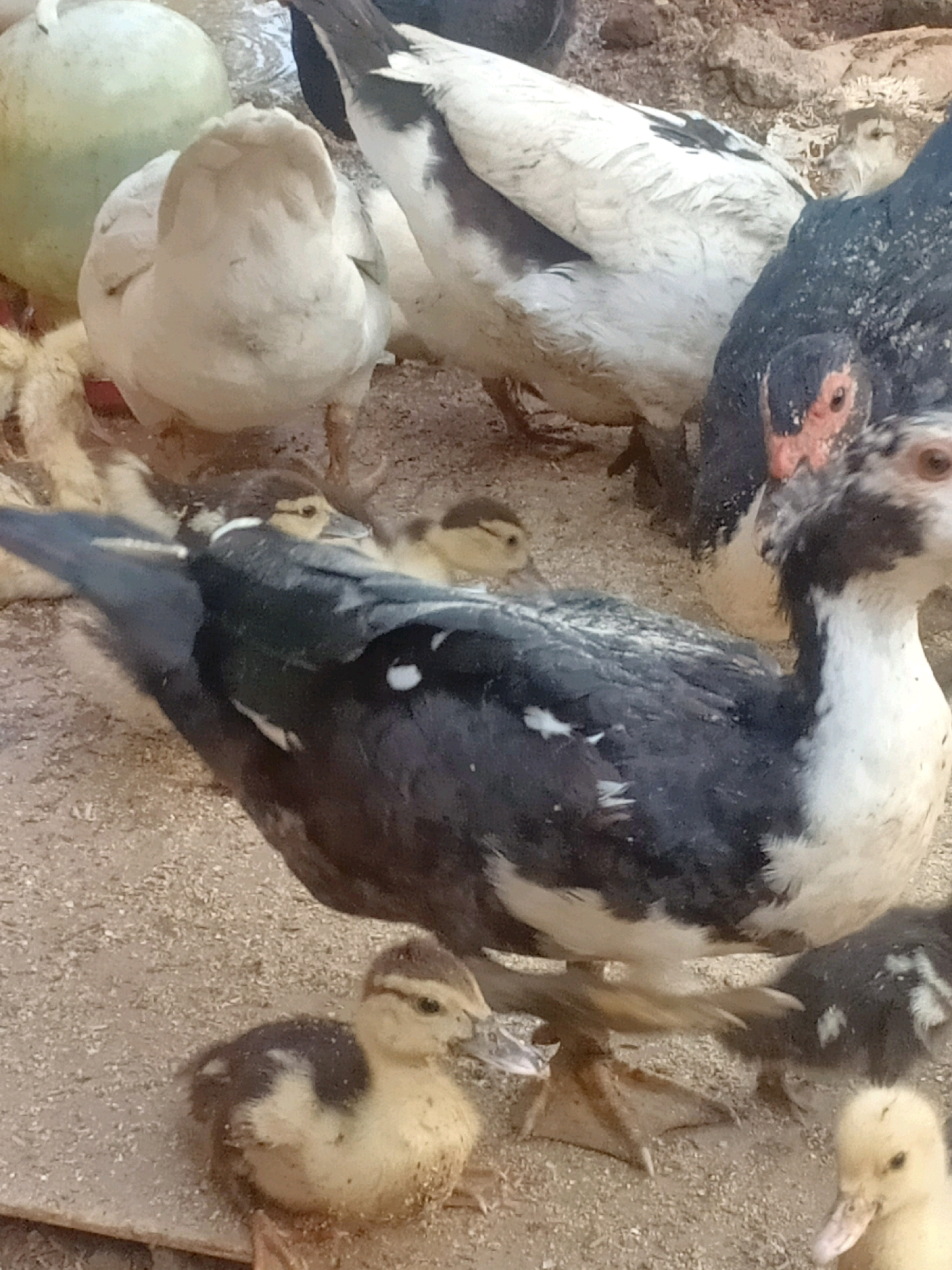In Tasikharjo, Indonesia, a close-up shot captures a group of Muscovy ducks and ducklings in an outdoor enclosure. The ground is covered with sandy soil and wood shavings. A large, pale green, spherical object, possibly a water dispenser, is visible in the upper left corner. In the background, a white duck is partially obscured by other birds.
The central subjects are a black and white Muscovy duck and several ducklings. The adult duck, in the foreground, has dark grey and white plumage with white markings on its wings and body. Its face is partially visible, showing a red wattle around its eyes and beak. To its left and in front, two ducklings are visible. One is a mottled yellow and dark brown, pecking at the ground. Another, even smaller duckling, with similar coloring, is nestled near the adult duck's leg. To the right of the adult duck, another black and white Muscovy duck, likely an adult, is facing away from the camera. Behind these, a larger white Muscovy duck stands, mostly obscured by the darker birds. A black and white speckled duckling is visible to the right. The overall impression is a peaceful scene of ducks and ducklings in their environment.