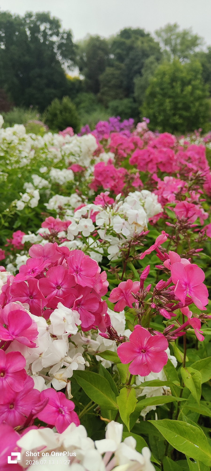 This is a close-up, eye-level, vertical shot of a dense bed of phlox flowers in bloom. The foreground is dominated by clusters of bright pink and white flowers, with some individual blossoms clearly defined. The flowers are in various stages of bloom, with some fully open and others in bud. Green foliage is interspersed throughout the flowers. In the background, more phlox flowers in shades of pink and purple are visible, creating a soft, blurred mass of color. Further back, a line of mature, lush green trees forms the backdrop, with a slightly overcast sky above. The image appears to have been taken in a garden or park setting. The bottom left corner of the image contains a watermark that reads "Shot on OnePlus" and "2026.07.13 11:27". Based on the date format and the common inclusion of such watermarks on photos taken with OnePlus phones, it is likely a digitally captured image, possibly a stock photo or a personal photograph taken in Kaliningrad, Russia.