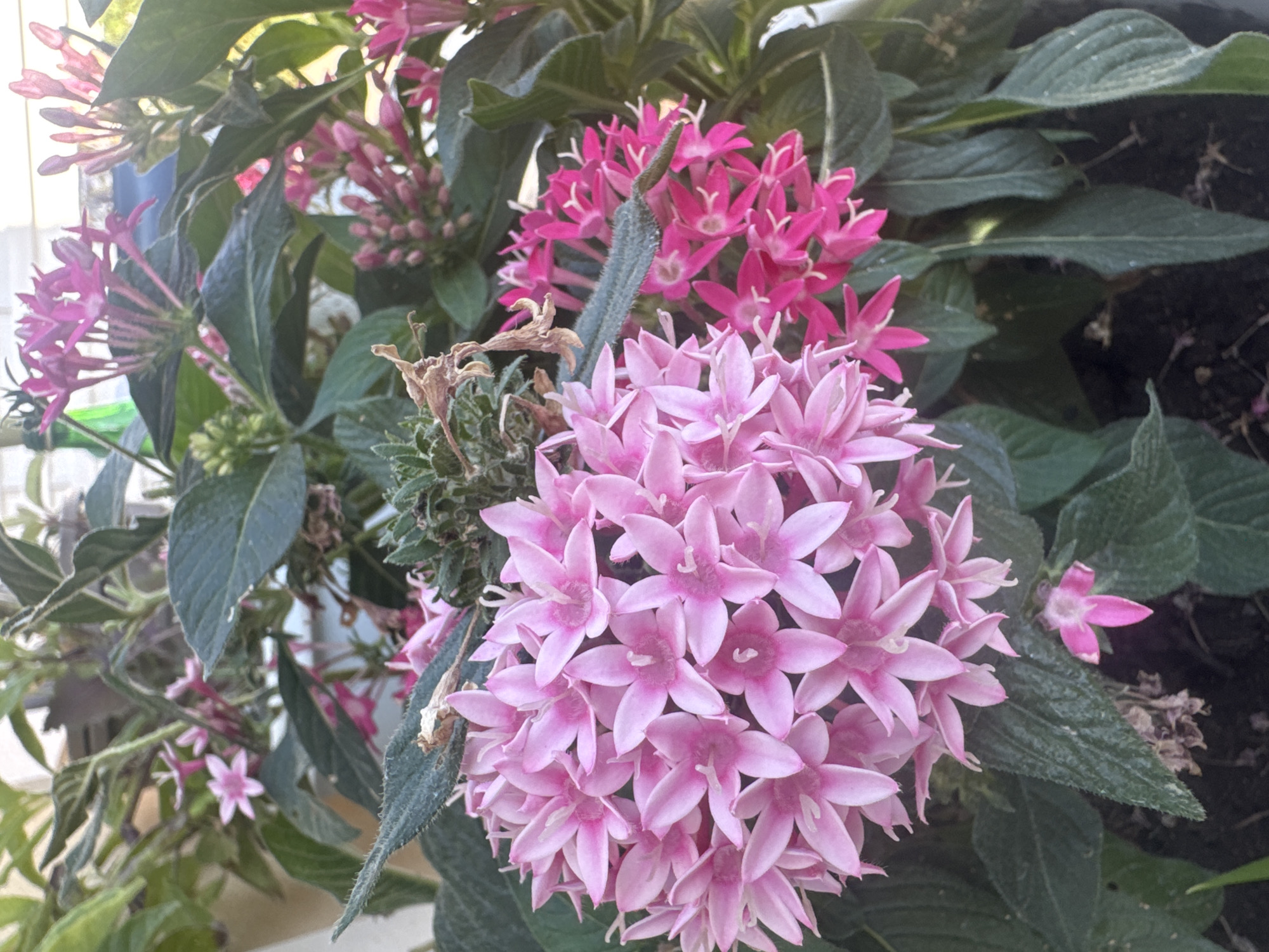 The image shows a close-up of pink star-shaped flowers in a garden. The flowers are clustered together on green stems and leaves. Some of the flowers are in full bloom, while others are still buds. The background is blurred, but it appears to be an outdoor setting. There is no indication of the location in the city of Mouttagiaka Community, Cyprus.