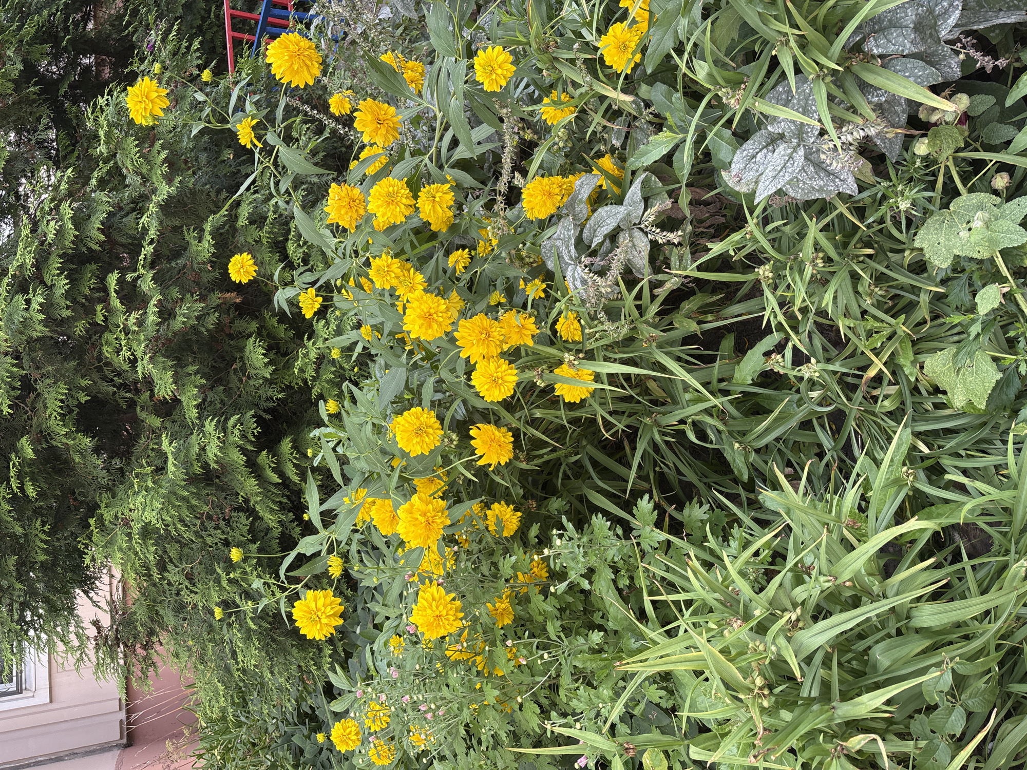 The image depicts a dense garden bed filled with a variety of plants. Dominating the scene are numerous bright yellow flowers, many of which have a pom-pom-like appearance, suggesting they are likely a type of chrysanthemum or dahlia. These flowers are scattered throughout the midground and foreground, with some taller specimens reaching upwards. Interspersed with the yellow flowers are various green foliage plants. Some have long, slender, grass-like leaves, while others have broader, textured leaves, including some with a silvery-grey mottling. In the background, a large, dense evergreen shrub, possibly a cedar or cypress, provides a dark green backdrop. To the far left, a portion of a building with pink siding and a window is visible. To the far right, the edge of a red and blue structure, possibly part of a playground or fence, is partially visible. The lighting suggests an overcast day, casting soft shadows. There are no people or animals visible in the image. The scene appears to be an outdoor garden setting in a residential or public space.