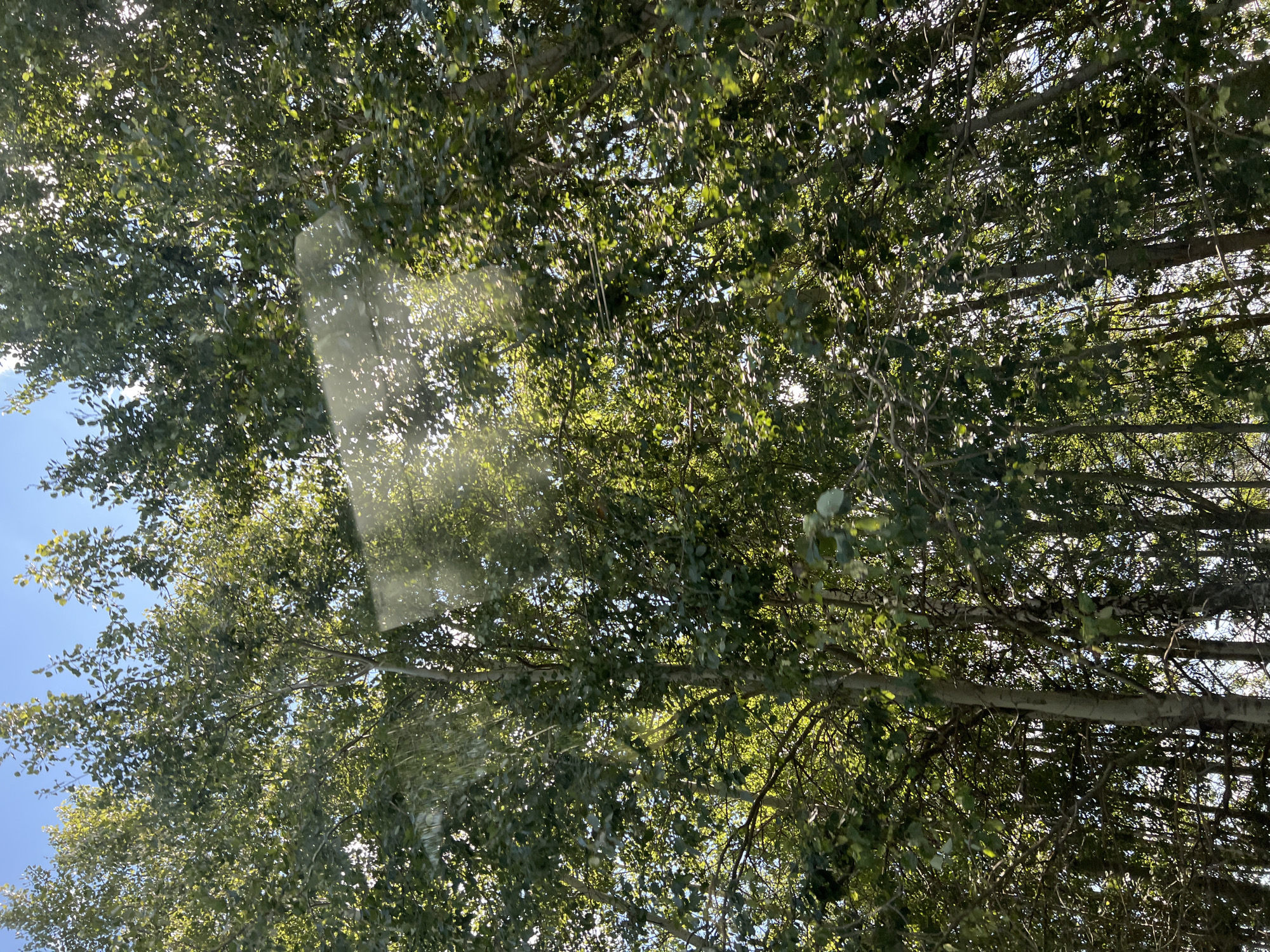 A low-angle shot captures the dense canopy of a forest with thin, tall trees reaching towards a bright blue sky. Sunlight filters through the green leaves, creating a dappled effect and a prominent glare across the upper portion of the image. The trees appear to be deciduous, with numerous branches and clusters of leaves. The scene is one of natural, undisturbed woodland. The image is situated within the city of Staryi Urenbash, Russia.