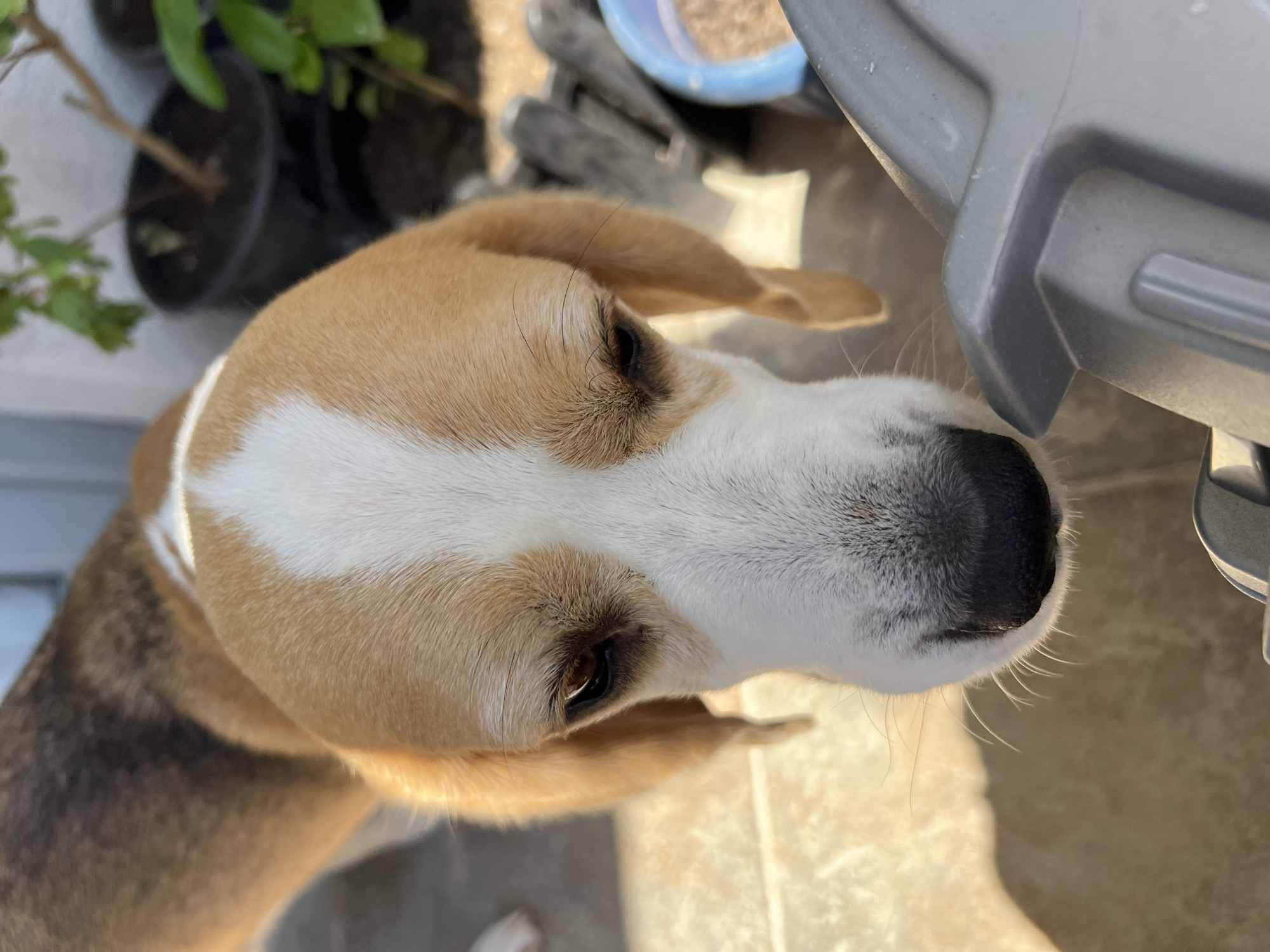 A close-up, head-on shot captures the face of a Beagle dog, its expression appearing slightly melancholic or curious, as it looks down towards the camera. The dog's fur is a mix of brown, white, and black, with characteristic Beagle markings, including a prominent white blaze on its forehead. Its dark eyes are visible, as is its wet, black nose and muzzle. The background is blurred, but hints of outdoor elements are discernible: a textured, light-colored surface in the foreground, possibly pavement or a patio, with shadows cast from sunlight. In the mid-ground, out-of-focus green foliage in dark pots suggests a garden or balcony setting. Further back, a grey object, possibly a container or piece of furniture, is partially visible. The lighting indicates it is daytime, with the sun casting warm light on the dog's fur. The dog is positioned outdoors in what appears to be a residential or common area, potentially a courtyard or a terrace. Given the dog's breed and the outdoor setting with potted plants, this scene could be located in Budva, Montenegro, a popular tourist destination known for its coastal charm and residential areas with outdoor spaces.