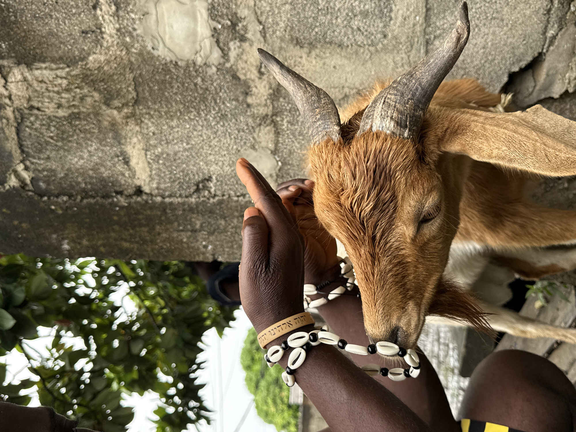 A close-up shot shows a light brown goat, with large ears and curved horns, appearing to nuzzle a hand adorned with multiple beaded bracelets and a wooden bracelet with Hebrew writing. The scene is partially framed by a roughly textured concrete wall above and green foliage below. It's Ado, Nigeria, implied by the surrounding environment and cultural accessories.