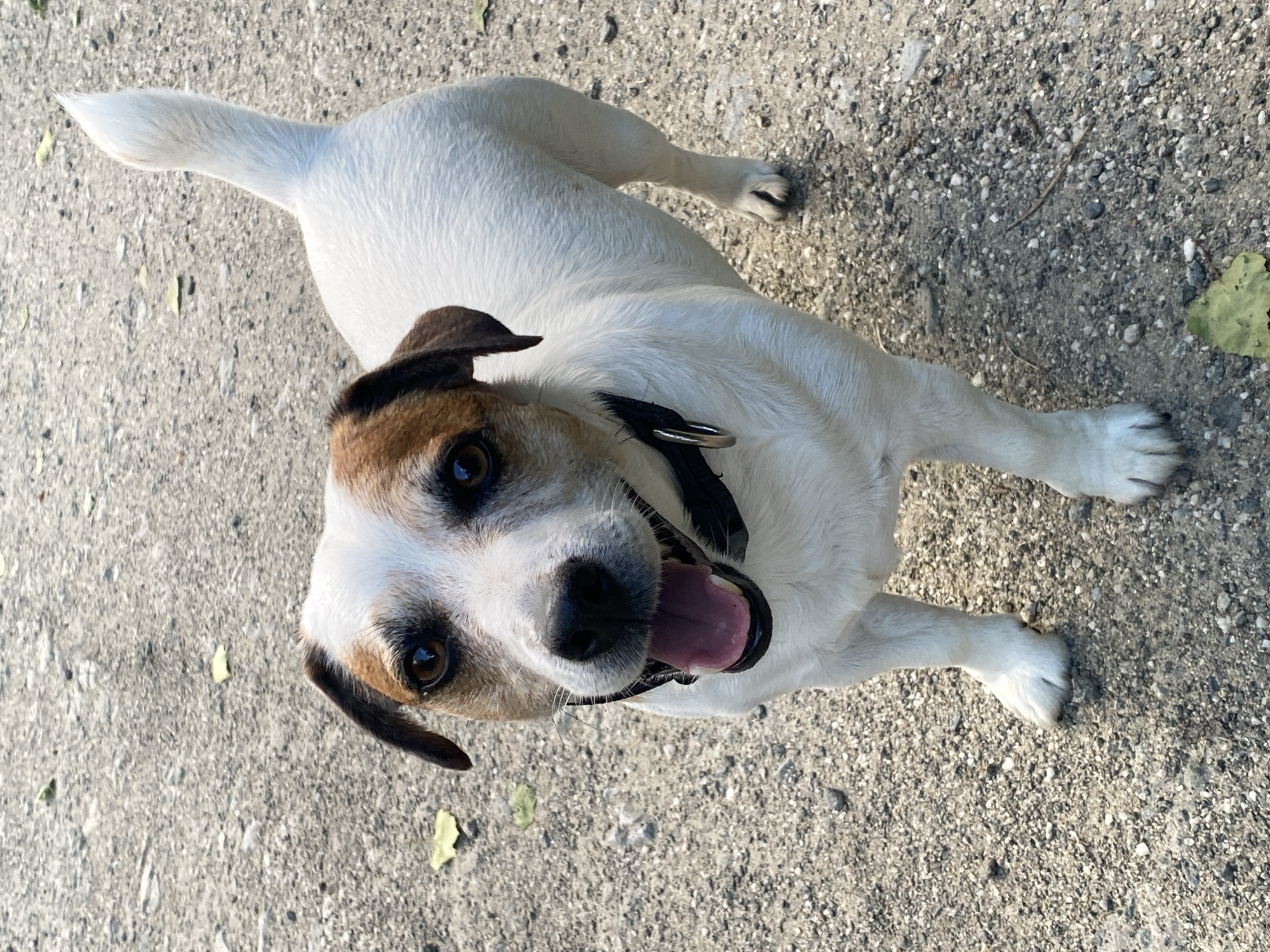 A jack russell terrier with white and brown fur stands on a gravel surface. The dog is facing the camera with its mouth open and tongue visible. It is wearing a black collar with a silver ring. The background is out of focus and consists of more gravel and a few scattered leaves. The scene appears to be outdoors in a park or yard. There is no indication of a specific location in Yekaterinburg, Russia.