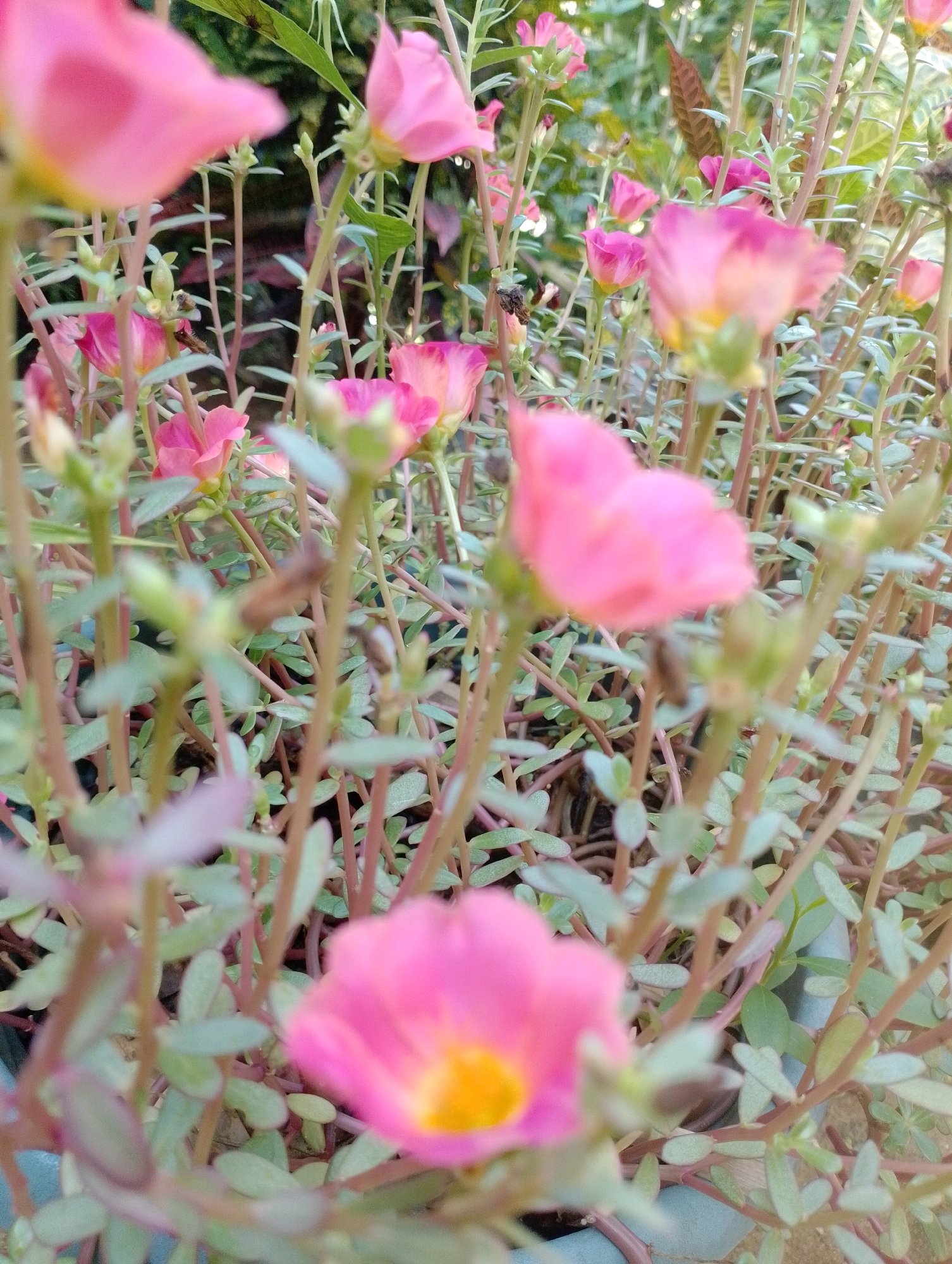 This is a close-up, eye-level shot of blooming pink purslane flowers in a garden in Maligaon, India. The flowers are in various stages of bloom, with some fully open and others still budding. The petals are a vibrant pink with hints of yellow in the center of the open flowers. The stems are thin and reddish-brown, with small, succulent green leaves growing along them. The background is a blur of green foliage and other flowers, suggesting a densely planted garden. The lighting is natural, likely from the sun, casting soft shadows. No people are visible in the image. The scene depicts a natural, cultivated outdoor environment.