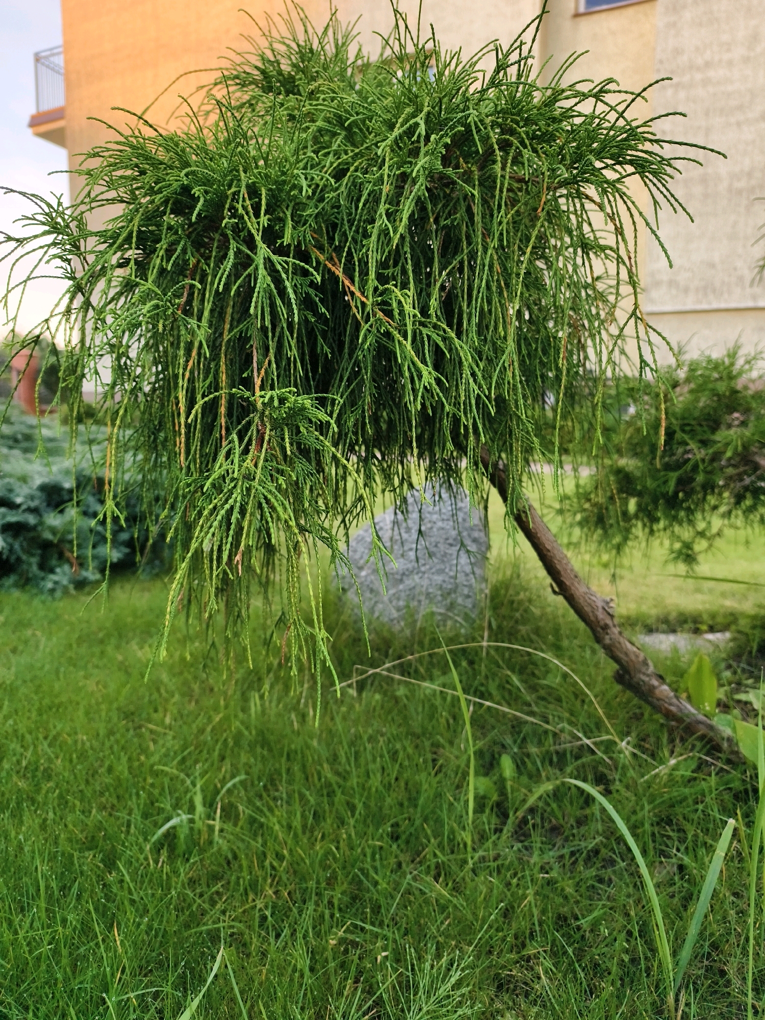 An ornamental shrub with fine, cascading green foliage is positioned in the foreground, with its branches drooping downwards. Behind the shrub, a grey, rounded boulder is visible, partially obscured by the plant. The shrub is set against a backdrop of lush green grass, which appears slightly damp with visible dew drops. In the background, a light-colored building with a balcony railing can be seen. The overall scene suggests an outdoor garden or park setting.