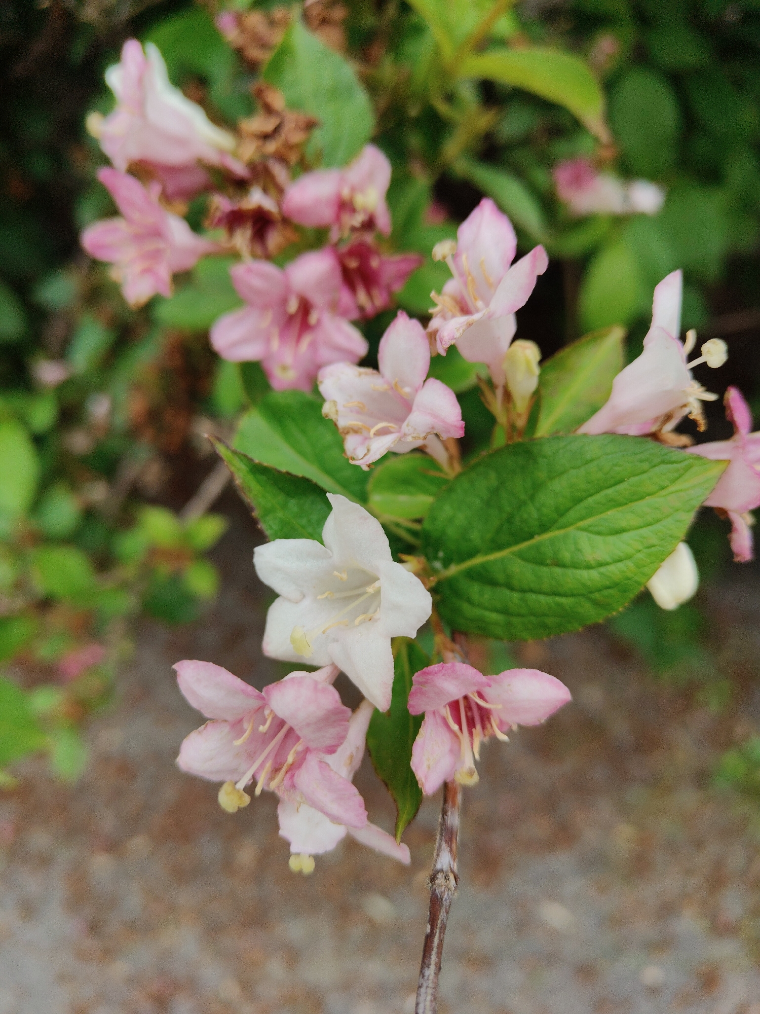 This is a close-up, vertical, eye-level shot of pink and white weigela flowers on a branch. The flowers are in bloom and appear to be in various stages of development, with some fully open and others still budded. The petals are delicate and translucent, with some showing signs of wilting. The leaves are a deep green and have a slightly serrated edge. The background is a blur of green foliage and brown earth, suggesting an outdoor setting in a garden or park. The lighting is soft and natural, indicating it may have been taken on an overcast day or in the shade. The image is sharp and in focus, capturing the intricate details of the flowers and leaves. The composition is centered on the flowers, with the branch acting as a natural frame.