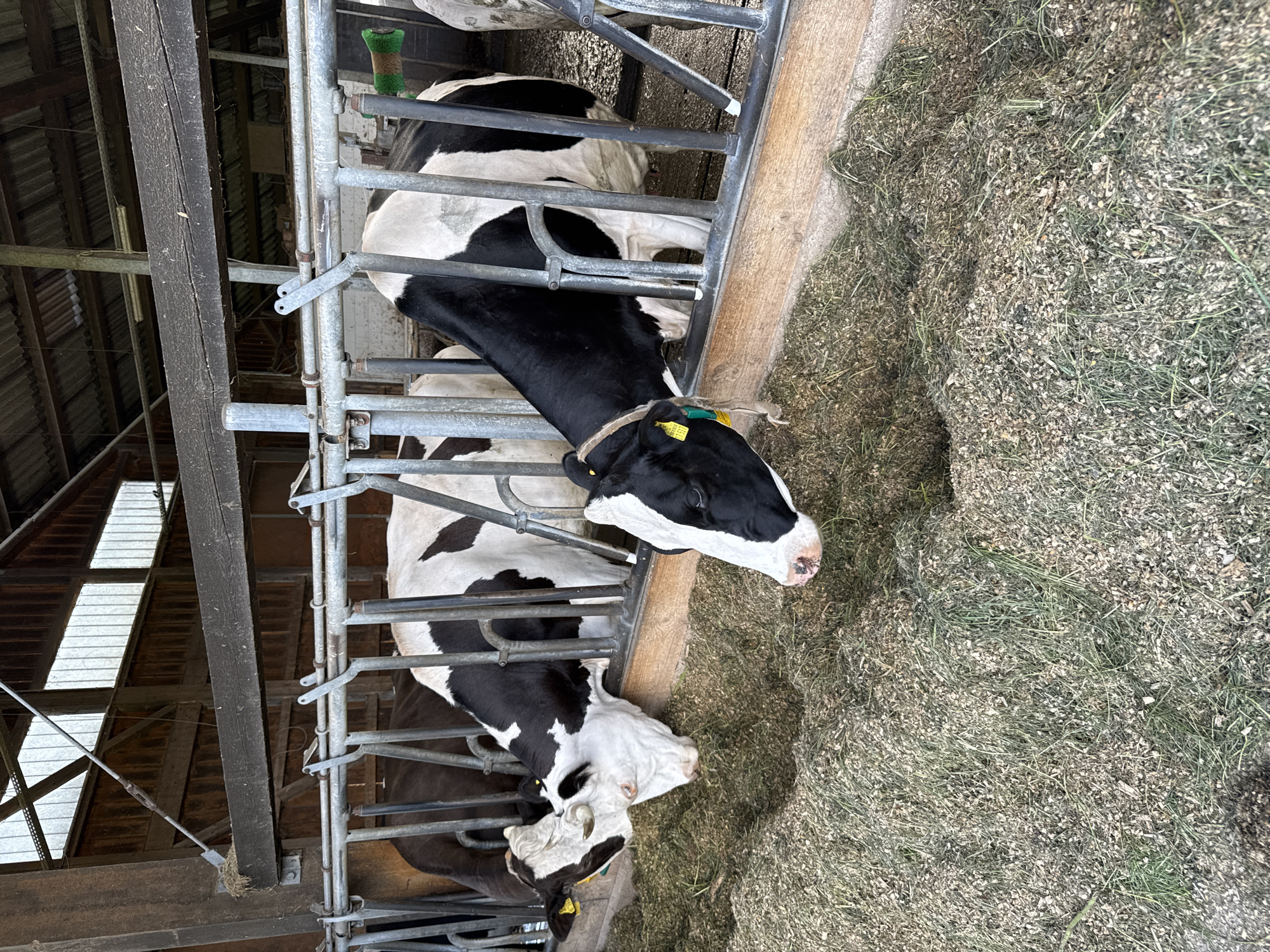 A close-up, eye-level, horizontal shot captures a group of cows in a barn. In the foreground, a black and white cow lowers its head to eat hay from a feeding trough. Its head is angled to the left, revealing a yellow tag on its ear and a green tag on its collar. Further to the left, another black and white cow is partially visible, also feeding. Behind these two, a darker brown cow is visible, its head obscured by the feeding trough. The trough is filled with hay and animal feed. The barn structure is visible in the background, with metal bars and wooden beams. The scene suggests a typical farm setting where livestock are being fed.