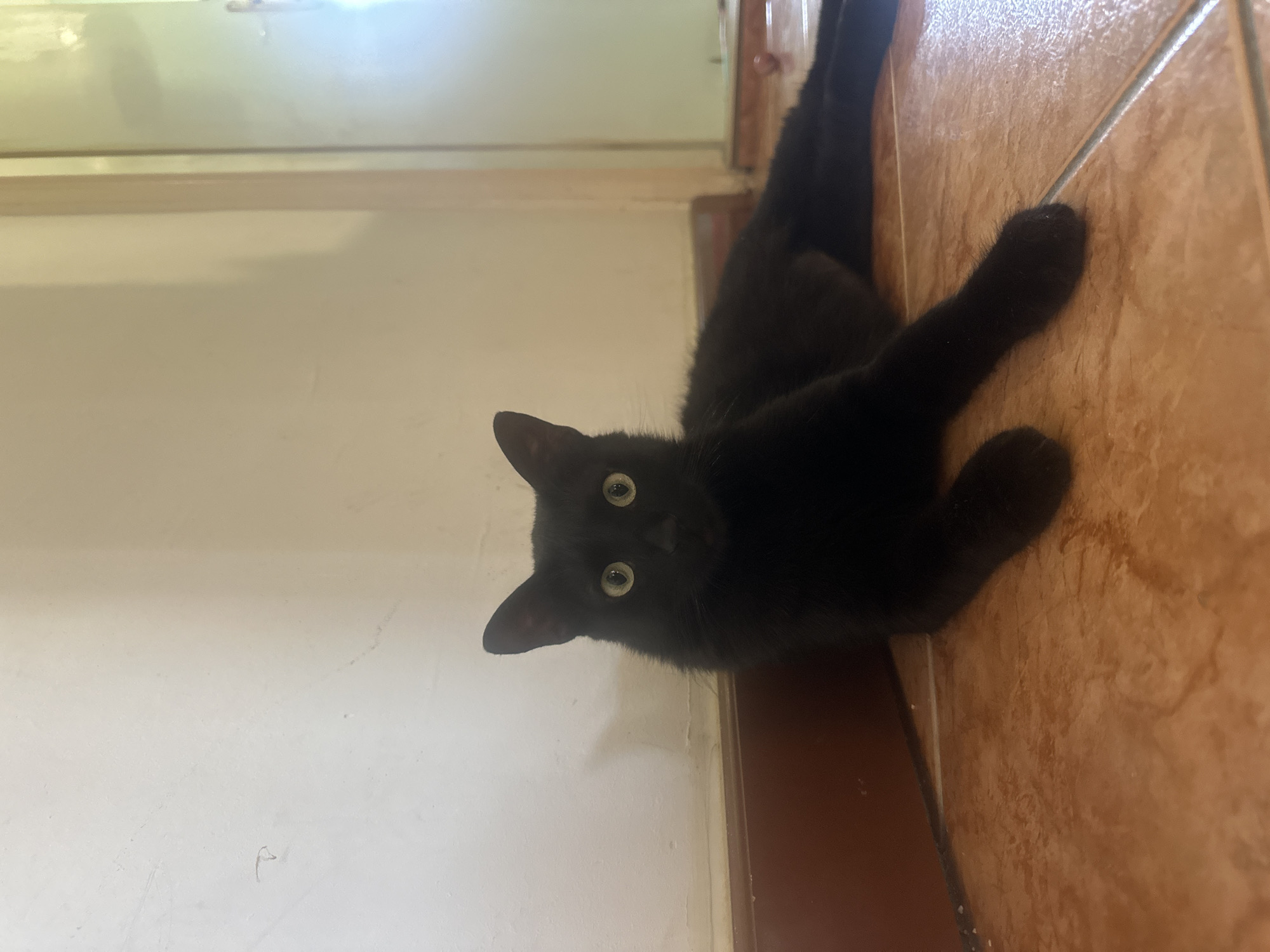 A black cat with bright green eyes is lying on a tiled floor, propped up against a white wall. The cat is facing forward, looking directly at the camera. Its tail is extended to the right. The floor is made of orange-brown tiles with thin white grout lines. The wall behind the cat is painted white. To the right of the cat, a doorway is visible, leading to an outdoor area that appears to be illuminated by daylight. The scene is indoors, likely in a residential setting. No people are present. The location is not specified as Budva, Montenegro.