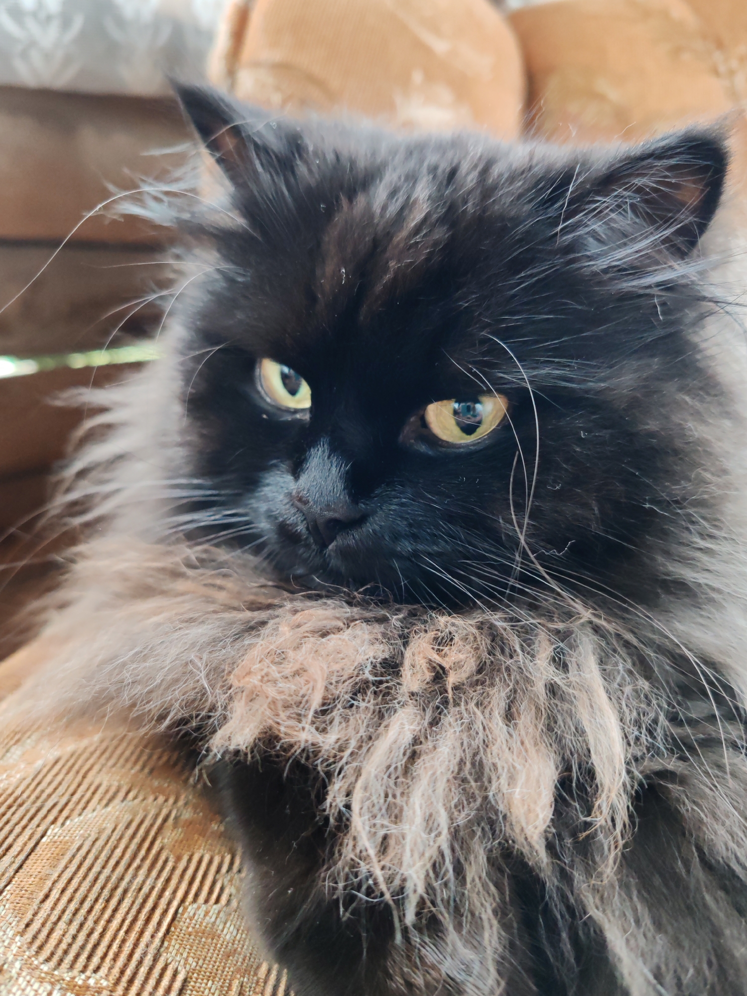 A close-up, vertical, eye-level shot captures a black, long-haired cat with yellow eyes resting on a textured brown fabric surface. The cat's fur is prominent, with lighter colored fur around its neck and chest, and several long whiskers extending outwards. The background is blurred, showing hints of brown furniture and possibly outdoor elements. The overall lighting suggests it is daytime. The image was taken in Chukhlem, Russia.