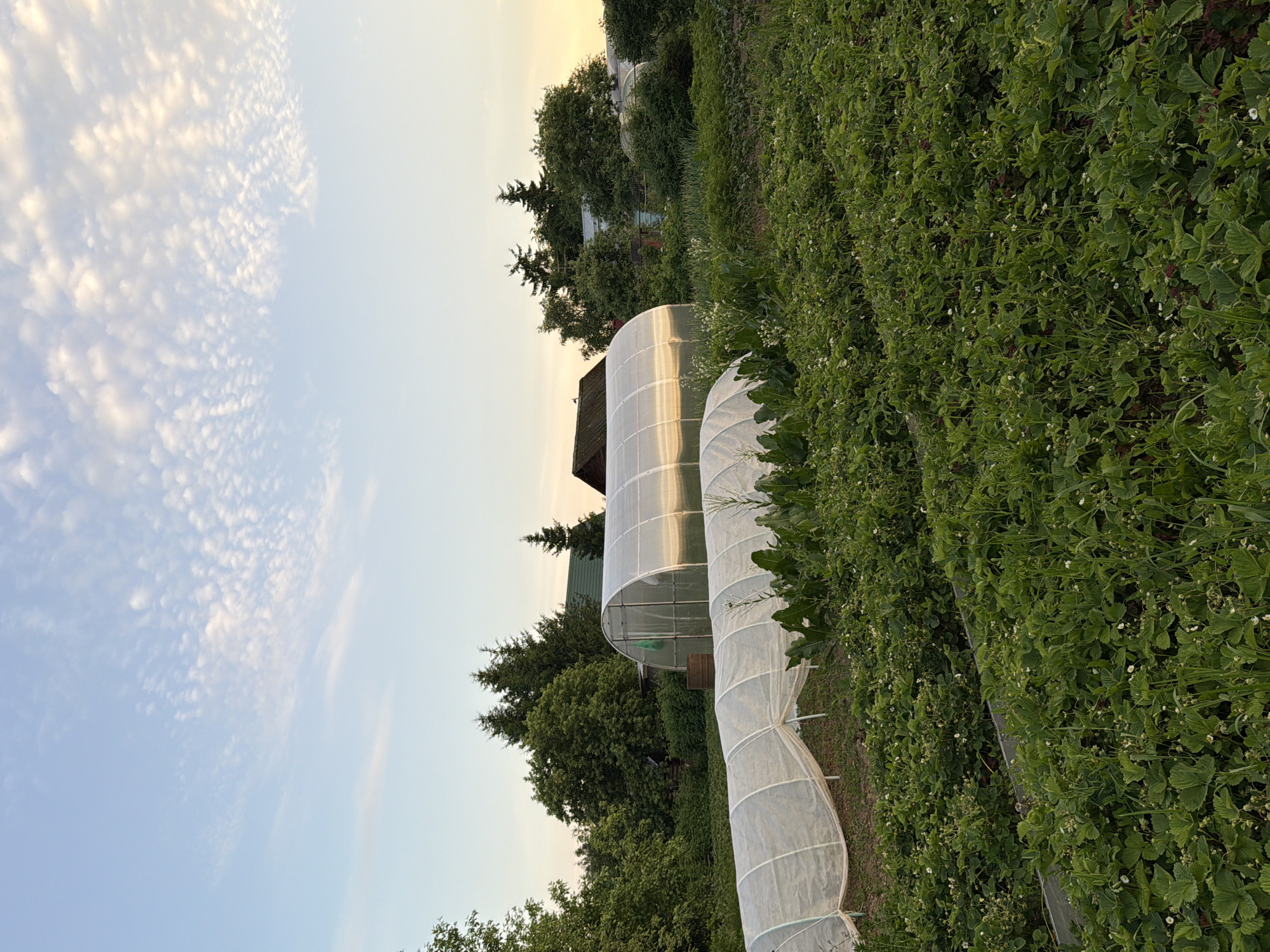 In Satino-Russkoe, Russia, a rural scene unfolds under a pale blue sky dotted with wispy white clouds. The foreground is dominated by a lush field of green plants, appearing to be strawberries, with small white flowers scattered throughout. Two garden tunnels, covered in translucent white material, are positioned in the mid-ground. Behind these, a larger, arched greenhouse with a shiny, reflective surface stands prominently, catching the light. Further back, a dense line of green trees forms a natural backdrop, interspersed with glimpses of rooftops and structures, suggesting a residential area. The overall impression is one of a tranquil agricultural setting during daylight hours, likely late afternoon or early evening given the soft lighting.