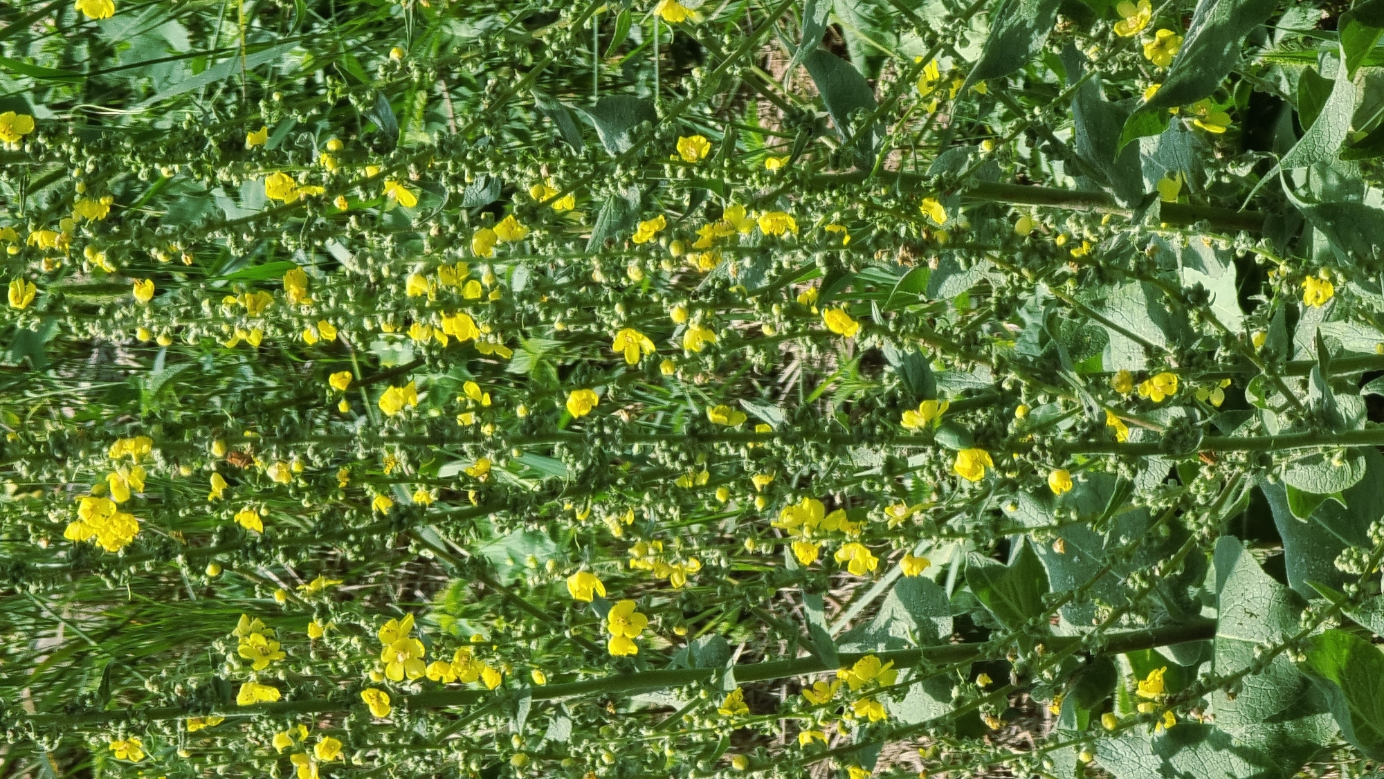 The image is a close-up, eye-level shot of several tall, green stalks of Verbascum thapsus (common mullein) in bloom. The stalks are covered in numerous small, bright yellow flowers and tightly clustered green buds. Large, fuzzy green leaves are visible at the base of the stalks. The background consists of out-of-focus green foliage and dry, light brown grass, suggesting an outdoor, natural environment. There are no people or animals in the image. The lighting suggests it is daytime, with natural sunlight illuminating the scene. The location is identified as Camprodon, Spain, a municipality in the Ripollès comarca in Girona, Catalonia.
