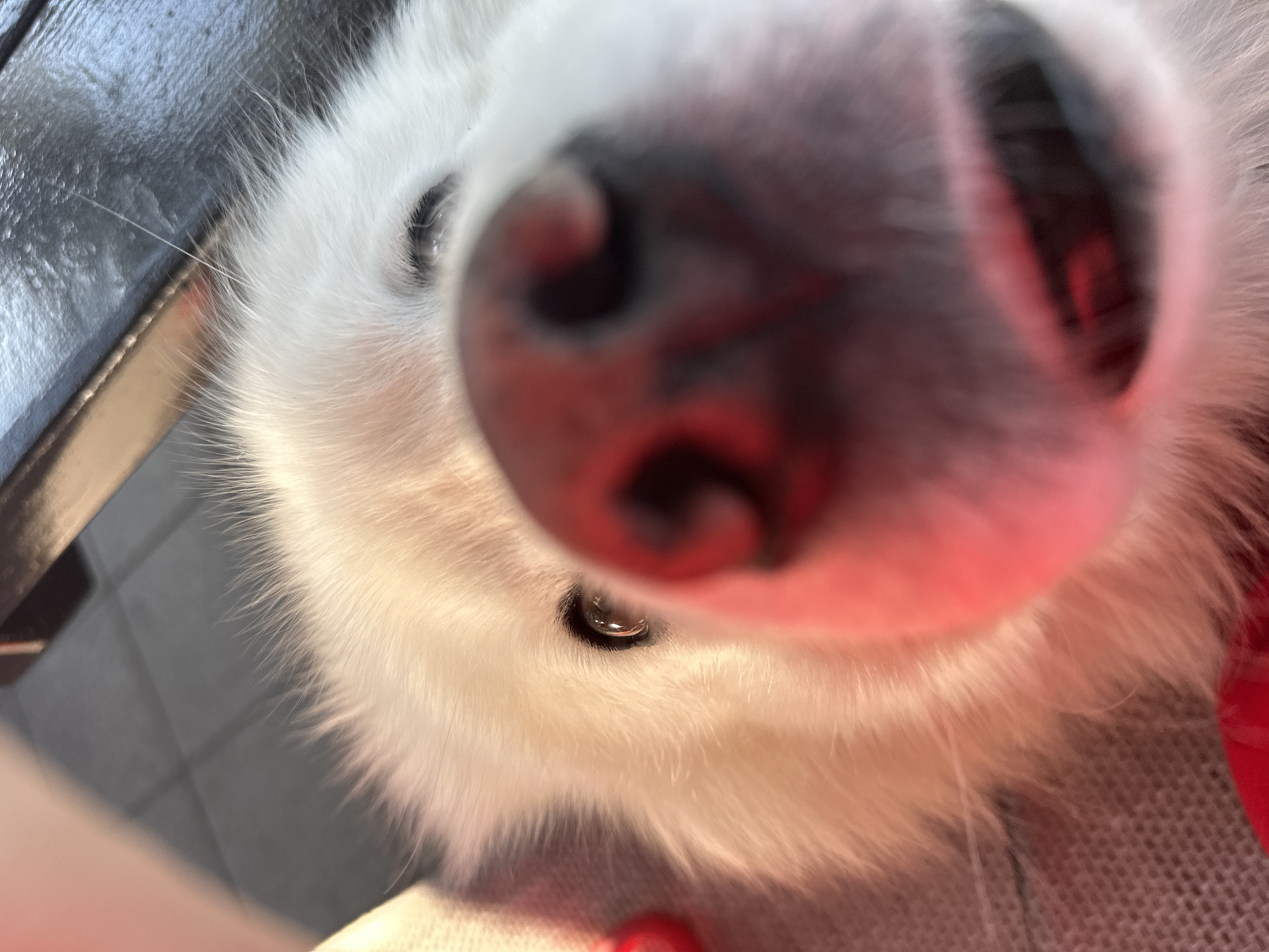 A close-up photograph features a white dog's face, dominated by its large, pinkish-black nose occupying much of the frame. The dog's white fur is visible around the nose, and a few of its dark eyes are visible as well. The background includes a grey surface and what seems to be the edge of a dark object. The location is not identifiable as Šušanj, Montenegro from the content of the provided image.