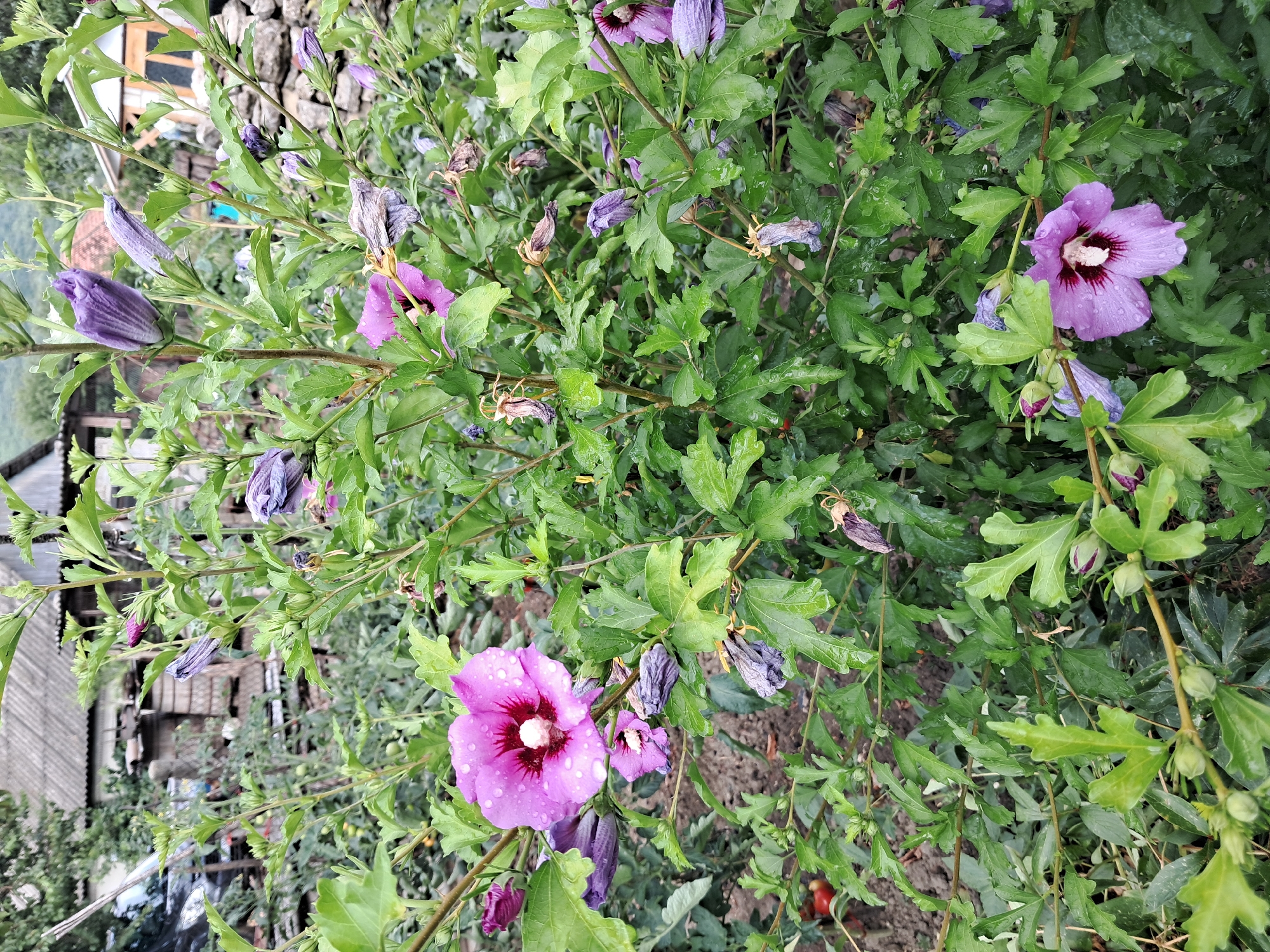 The image depicts a close-up view of a flowering bush with multiple purple hibiscus flowers and buds in various stages of development. Some flowers are fully bloomed, showcasing their delicate petals and central pistils, while others are closed buds or wilting. The foliage is a vibrant green, with individual leaves clearly visible. Water droplets are scattered across the petals and leaves, suggesting recent rainfall or dew. In the background, hints of a rural environment are visible, including a weathered building with a gray, corrugated roof, a stone wall, and some greenery that appears to be a garden or yard. The overall impression is of a natural setting, likely a garden in the city of Onișcani, Moldova, given the prompt. There are no people or animals present in the image.