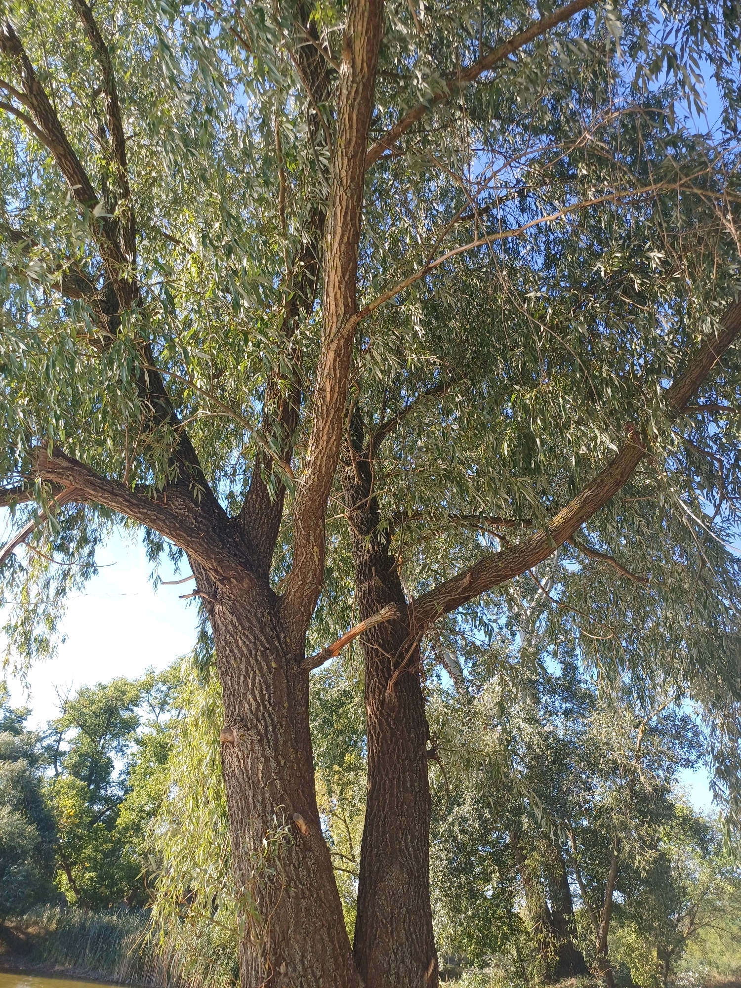 The image depicts a sunlit scene under a clear blue sky, featuring two prominent willow trees with thick, textured bark. Their branches, laden with long, slender green leaves, form a dense canopy. In the background, a variety of other trees with lush green foliage is visible. To the lower left, a body of water, possibly a river or lake, is partially visible, with reeds growing along its edge. The scene is set in the city of Sulymivka, Ukraine. There are no people or animals present in the image. The overall impression is one of a natural, tranquil environment bathed in sunlight.