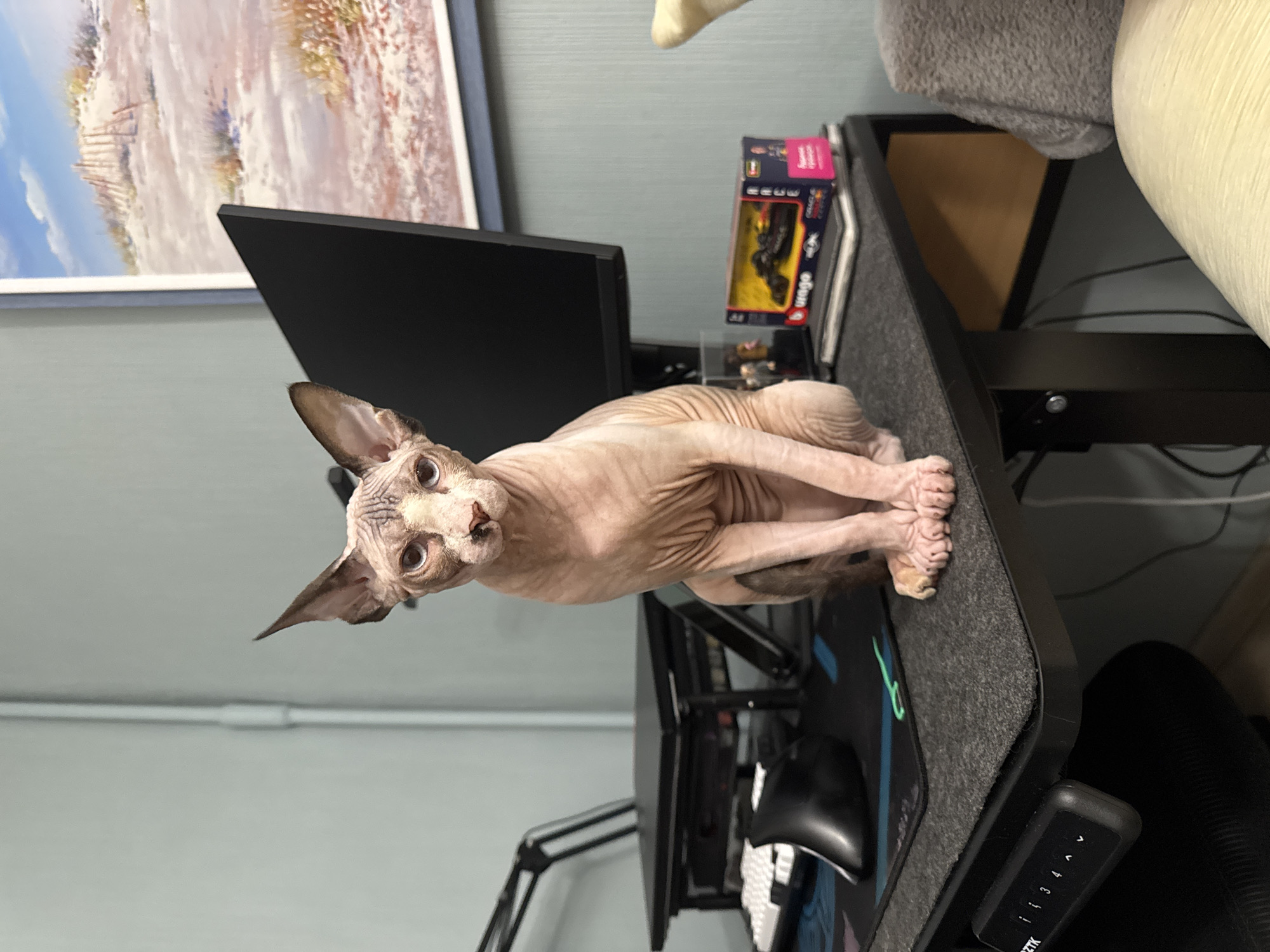 A Sphynx cat sits on a dark gray textured desk in front of a computer monitor. The cat is light-skinned with wrinkles and dark markings on its head and body. Its eyes are large and blue. The desk has a keyboard, mouse, and a control panel with numbers and arrows. To the right of the monitor, there is a small box with a toy race car. In the background, a framed picture of a sandy beach with dunes and a blue sky hangs on a light blue wall. A microphone arm is visible on the left side of the desk.