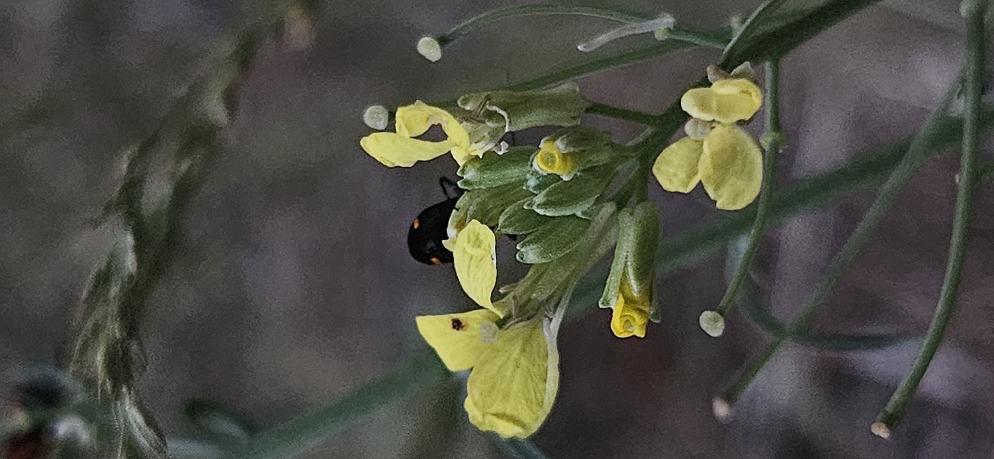 A black insect with orange markings is perched on yellow flowers. The insect is small and appears to be an adult. The flowers are delicate and have a bright yellow color. The background is blurred and consists of green and brown tones, suggesting an outdoor environment. The image is a close-up shot, focusing on the insect and the flowers. The overall impression is one of natural beauty and detail.