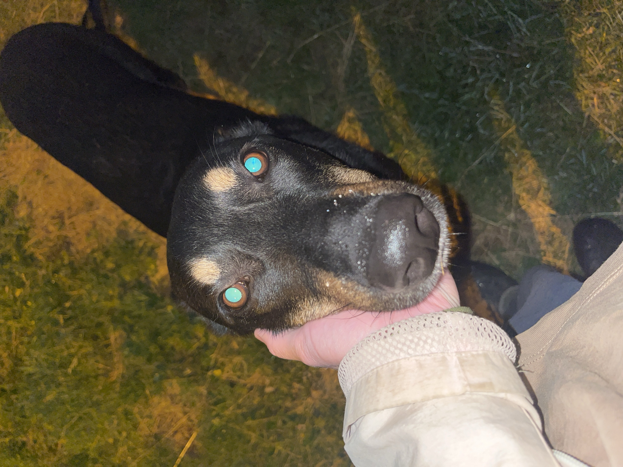 A person's hand gently strokes the head of a black and tan dog with striking turquoise eyes. The dog is looking directly at the camera. The background consists of blurred green and yellow grass, suggesting an outdoor setting, possibly at night or in low light conditions, illuminated by an artificial light source. The scene appears to be in the city of Nizhny Tagil, Russia.