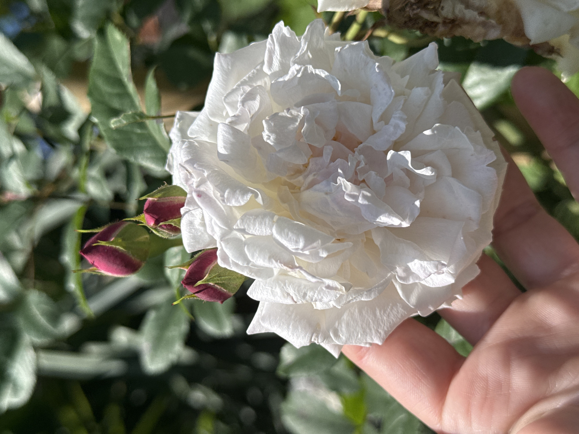 A close-up shot shows a large white rose in bloom, partially obscuring a hand. The rose has multiple layers of ruffled petals. To the left of the rose are two unopened rose buds, dark red in color. The background consists of green foliage and branches, blurred to some extent. The lighting suggests an outdoor setting. The location in Sochi, Russia, is not directly discernable from the visual information in the photo. No people are depicted, only a hand. The main subjects are the rose in bloom and the rose buds. No actions are explicitly visible; there is merely an interaction between the hand and the rose.