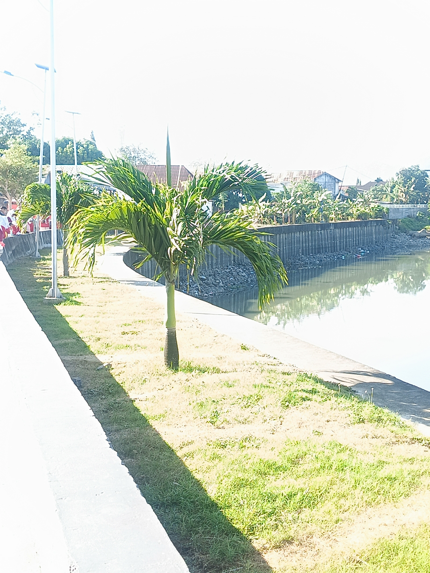 The image shows a section of the Jl. Nani Wartabone waterfront in Gorontalo City, Indonesia. A concrete walkway runs along the edge of a calm body of water. Lush green grass covers the embankment between the walkway and the water. Several palm trees are planted along the walkway, casting shadows on the grass. In the background, a concrete retaining wall lines the opposite side of the water, with a dense area of trees and buildings visible beyond it. A few pieces of litter are visible on the rocky embankment behind the retaining wall. The sky is bright and clear, suggesting a sunny day.
