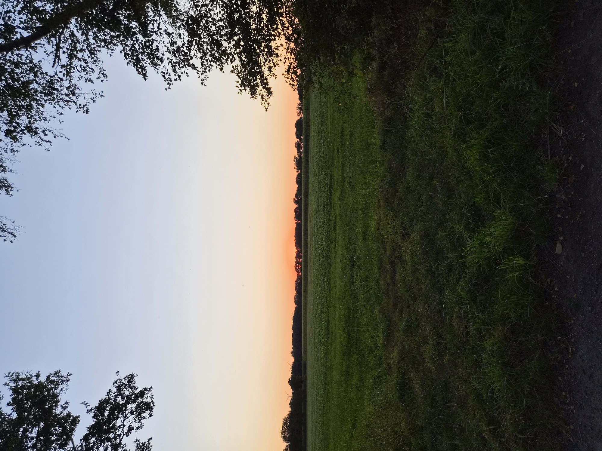 A wide-angle shot captures a rural landscape in Schiffdorf, Germany, at dusk. The foreground features a patch of dark, long grass, with a dirt path running along the bottom edge. The middle ground is dominated by a vibrant green field, stretching towards a line of trees in the distance. Above the trees, the sky transitions from a pale orange at the horizon to a clear, light blue overhead. Silhouettes of trees frame the scene from the left and right, their branches reaching into the sky. The overall impression is one of tranquil twilight in a natural setting.
