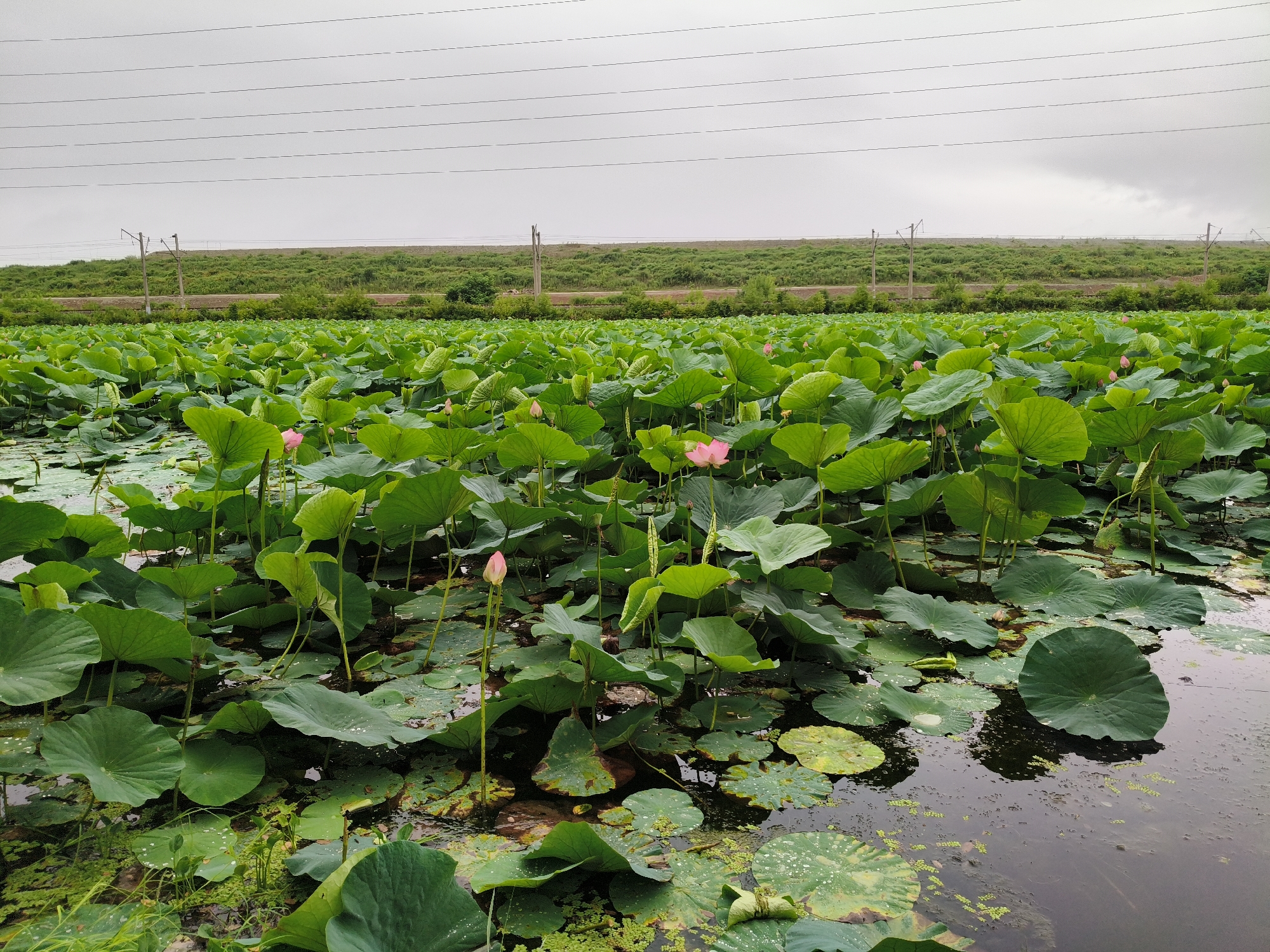 The image depicts a large pond filled with numerous lotus plants, characterized by their wide, flat green leaves and scattered pink blossoms. The water surface is partially covered by these leaves, with some smaller aquatic plants also visible. In the background, a gently sloping hillside covered in dense green vegetation rises, with a railway track running horizontally across its lower section. Overhead, a series of power lines stretch across a cloudy, overcast sky. The scene appears to be a natural or cultivated wetland area, likely on the outskirts of a populated area given the presence of the railway and power lines. The location is identified as being in Nakhodka, Russia. No people or discernible actions are present in the image.