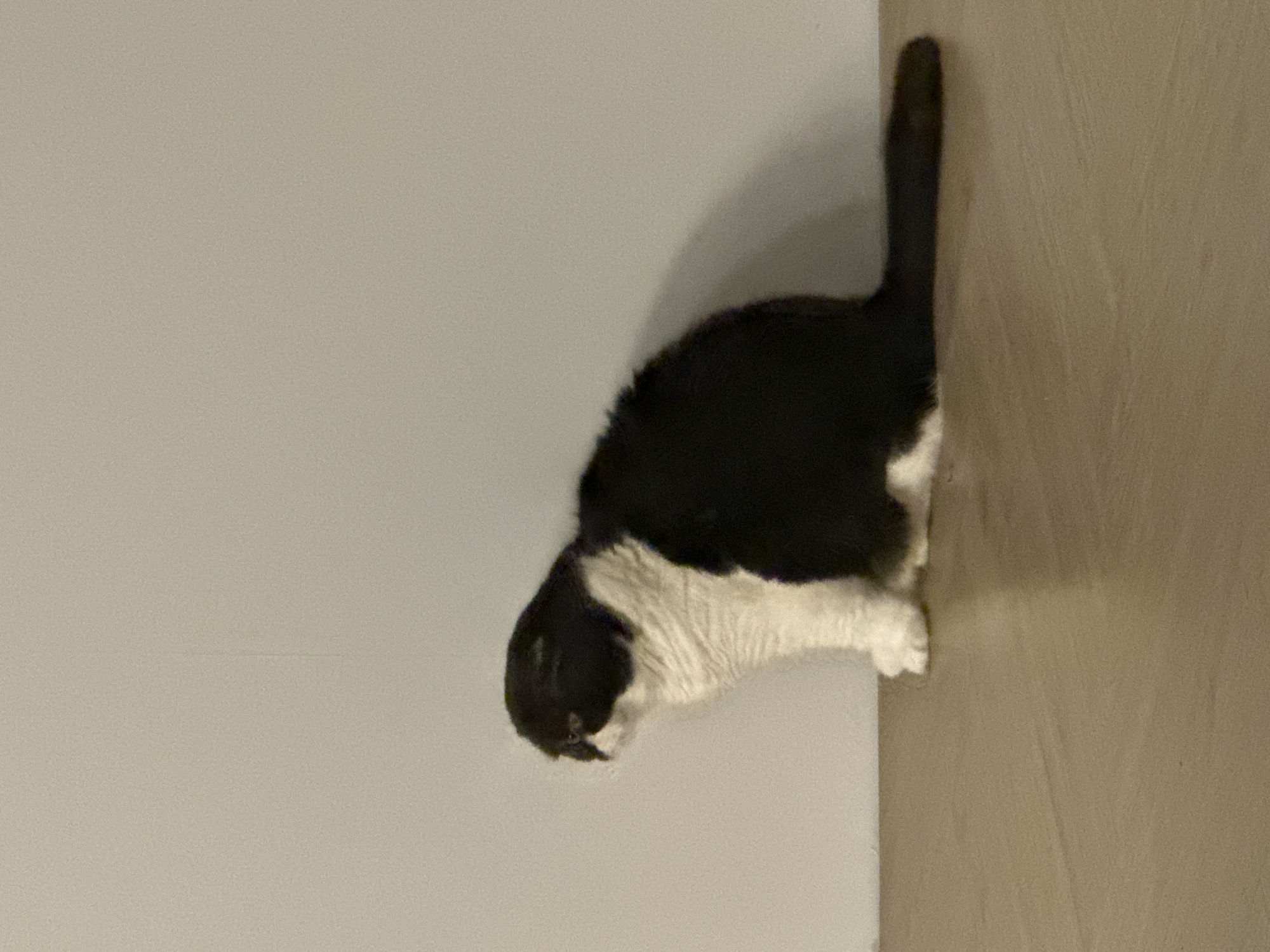 A black and white cat is standing on the floor, next to a wall. The environment consists of the wall and floor. The location is not discernible from the image. No people are visible. The cat is the only subject. Its actions are limited to standing. There is no interaction.