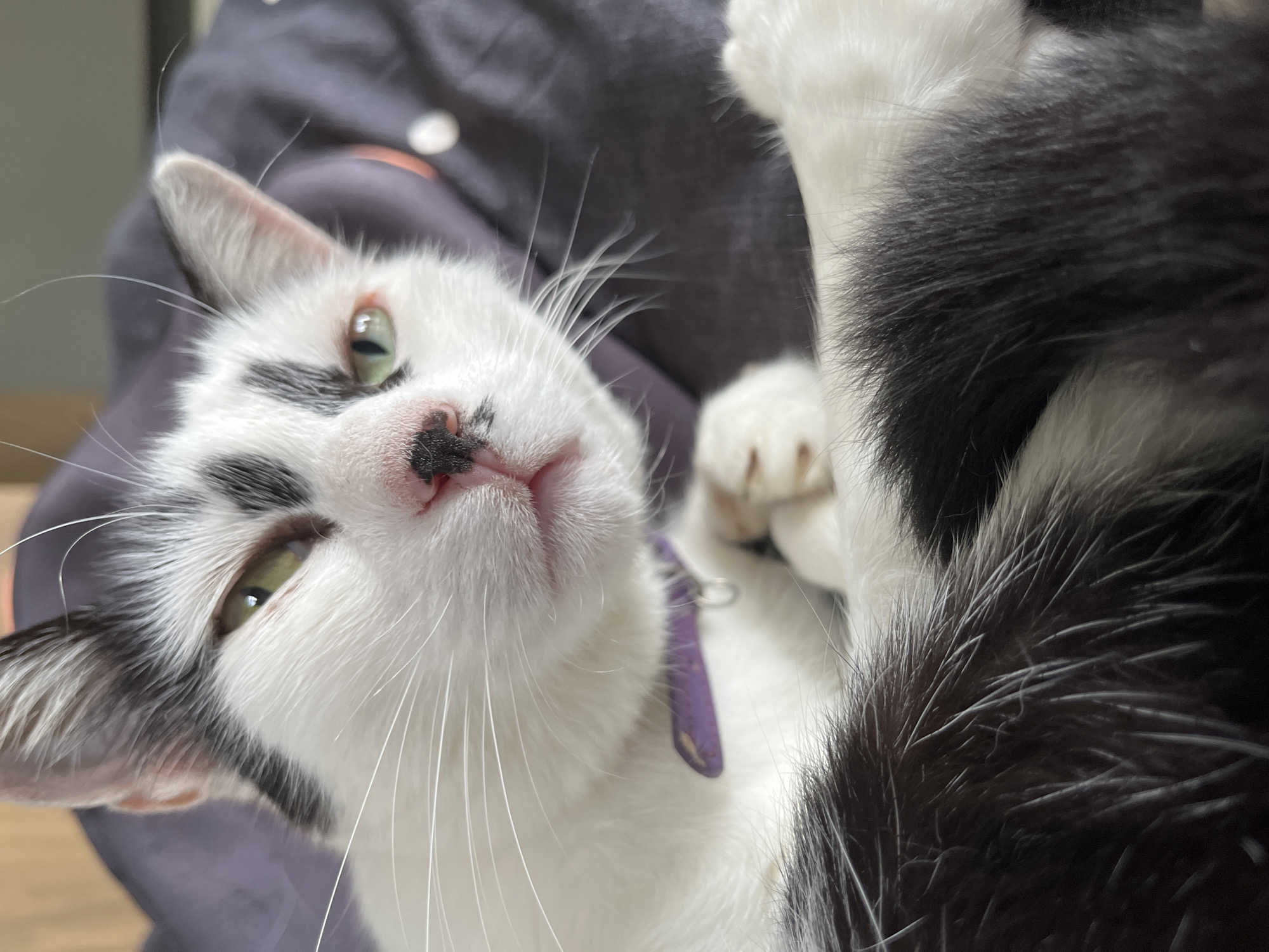 A black and white cat with green eyes and a purple collar is lying down, looking at the camera. The cat is partially covered by a dark gray blanket. The background is blurred, but appears to be an indoor setting. The image was taken in Ureki, Georgia.