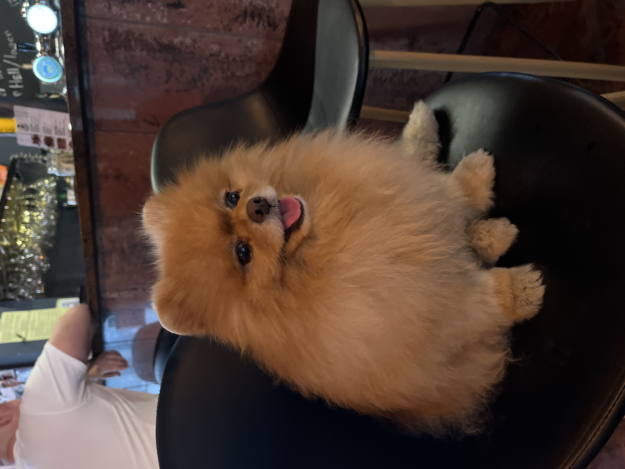 A fluffy, tan-colored Pomeranian dog is sitting on a black leather barstool. The dog is facing the camera with its mouth slightly open, and its tongue is visible. A person is seen to the left, wearing a white shirt. In the background, a bar area is visible with a tap. The scene appears to be indoors, possibly in a pub or restaurant, and it is plausible that the photo was taken in Budva, Montenegro.