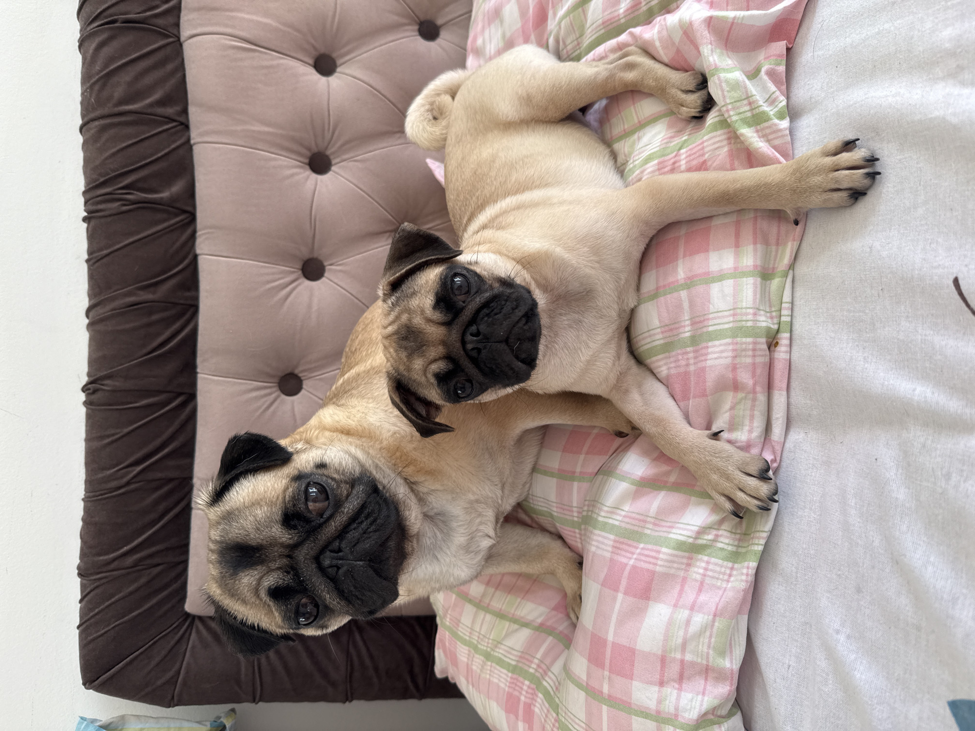 Two pugs are resting on a bed. The pug in the foreground is lying down with its head facing left and its body stretched out. The pug in the background is sitting up and looking directly at the camera. Both pugs have fawn-colored coats and black markings on their faces. They are on a bed with a pink and green plaid pillow and a white sheet. A tufted headboard is visible behind the pugs. The lighting is soft and natural, suggesting the image was taken indoors during the day.