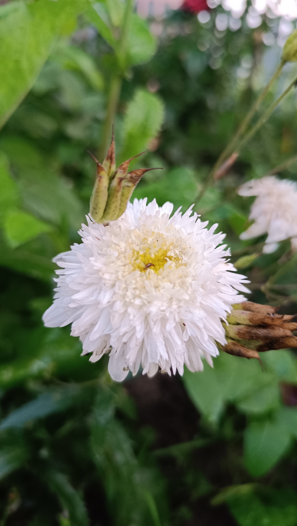 A close-up, vertical shot showcases a white, pom-pom-like flower with a yellow center. The flower is in sharp focus, with its delicate white petals radiating outwards. To the left of the main flower, a green, conical bud with brown tips is visible. Several brown, dried seed pods are scattered around the flower, some partially obscuring the petals. The background is a blur of green foliage, suggesting a garden setting. A second, out-of-focus white flower is faintly visible in the upper right portion of the image. The scene is devoid of any human presence or activity. This image was captured in the city of Karsha, Russia.