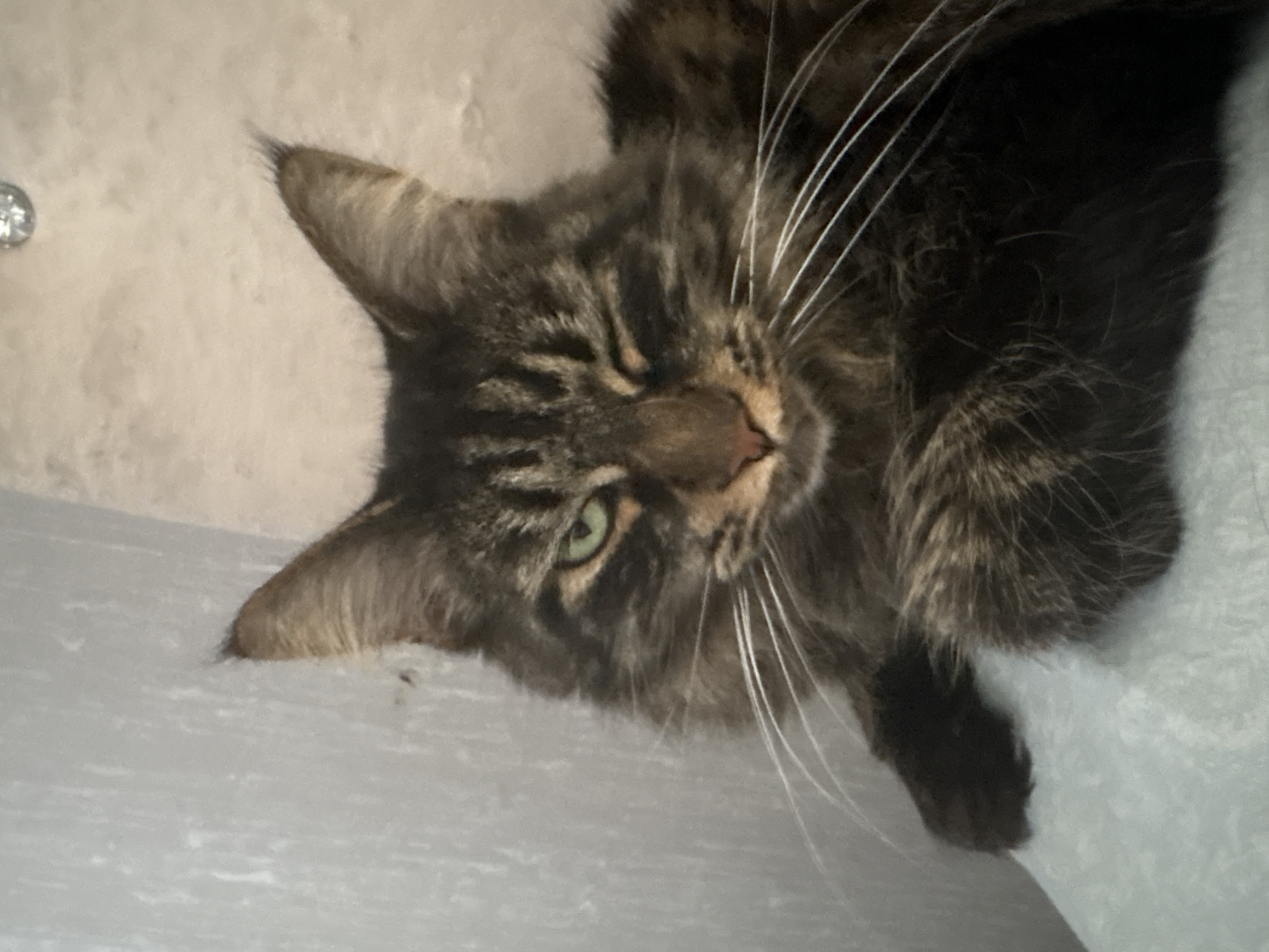 A close-up, portrait-style photograph captures a long-haired tabby cat with green eyes. The cat is positioned centrally in the frame, with its head tilted slightly to its right, and one eye is partially closed in a wink. Its fur displays a mix of brown, black, and tan stripes. Prominent white whiskers fan out from its snout. The cat's left paw is visible, resting on a light blue surface that appears to be a soft textile. The background consists of a textured wall with a muted beige tone and a section of a lighter grey, possibly a corner or a plastered wall. There is a faint reflection of a light-colored circular object in the upper right corner of the image. The overall impression is of a domestic setting, with no clear indications of a specific location within Tulinskiy, Russia, or any other city.