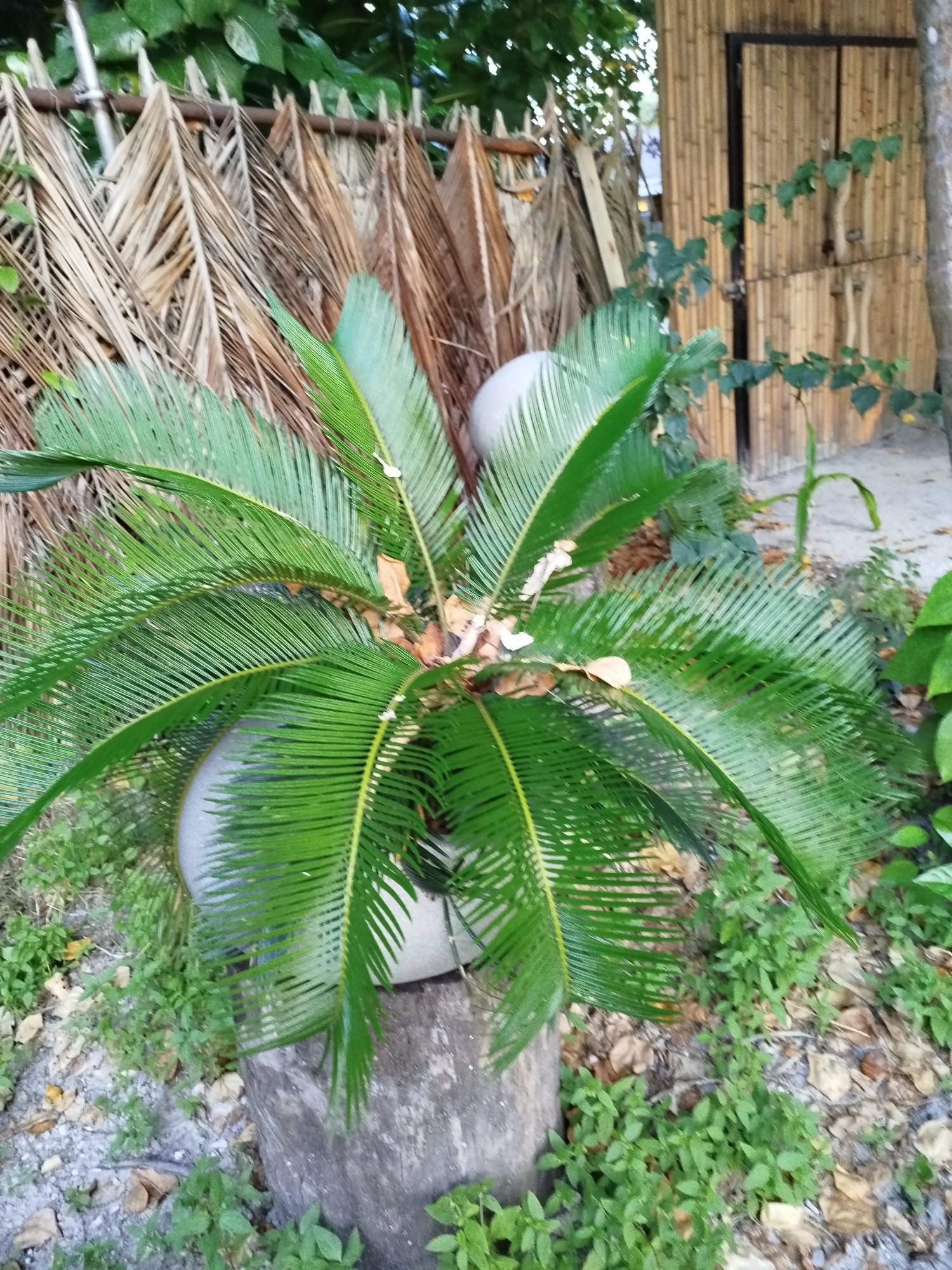 A potted cycad plant with bright green fronds sits on a rough-hewn stone base in front of a rustic bamboo structure and a fence made of dried palm fronds. The plant is the central subject, its leaves fanning outwards. Behind it, a bamboo building with a dark-framed door is visible, suggesting a tropical or beachside setting. To the left, the fence is constructed from layered, dried palm leaves, creating a textured backdrop. The ground is covered with sand, dry leaves, and small green plants. The scene appears to be outdoors, possibly in a garden or an area associated with a beach resort, given the materials used in the structures and the surrounding vegetation. The lighting suggests it is daytime, and the overall atmosphere is natural and serene. No people or text are visible in the image.