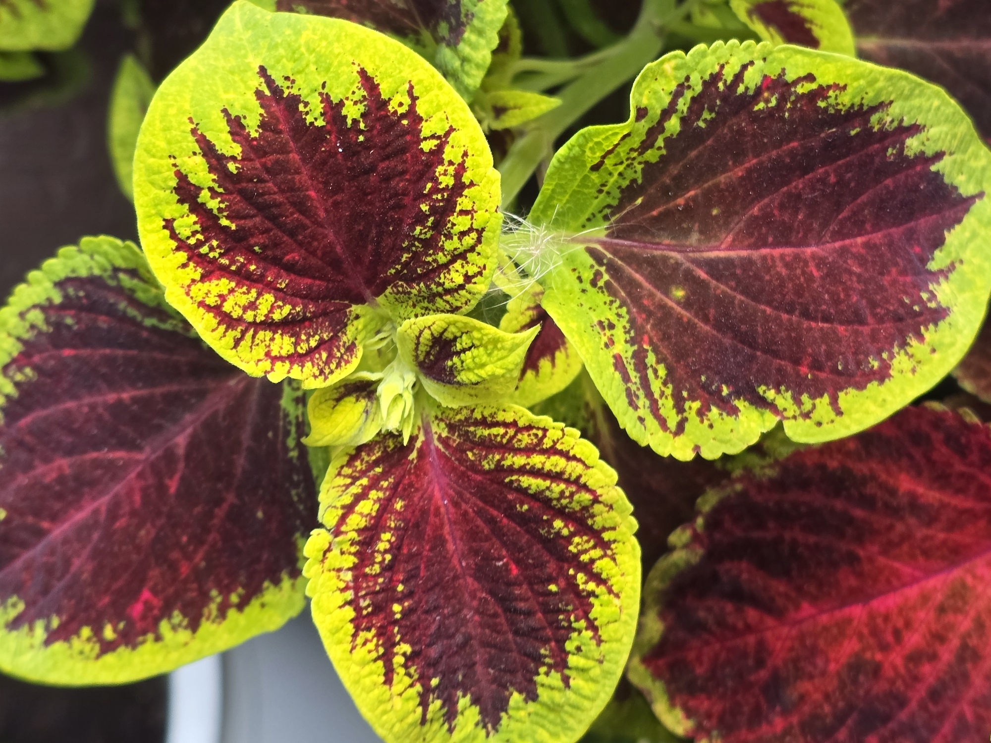 The image shows a close-up, top-down view of several vibrant Coleus leaves. The leaves exhibit a striking bicolor pattern with deep maroon centers that transition to bright chartreuse edges. The maroon areas are textured with prominent veins, while the chartreuse edges are serrated and speckled with small maroon flecks. Some delicate white hairs are visible on the surface of one leaf, possibly part of the plant's stem. The background is softly blurred, suggesting an outdoor environment, possibly a garden or potted plant display. There are no people or animals visible. The scene is located in Sofiivska Borshchahivka, Ukraine.