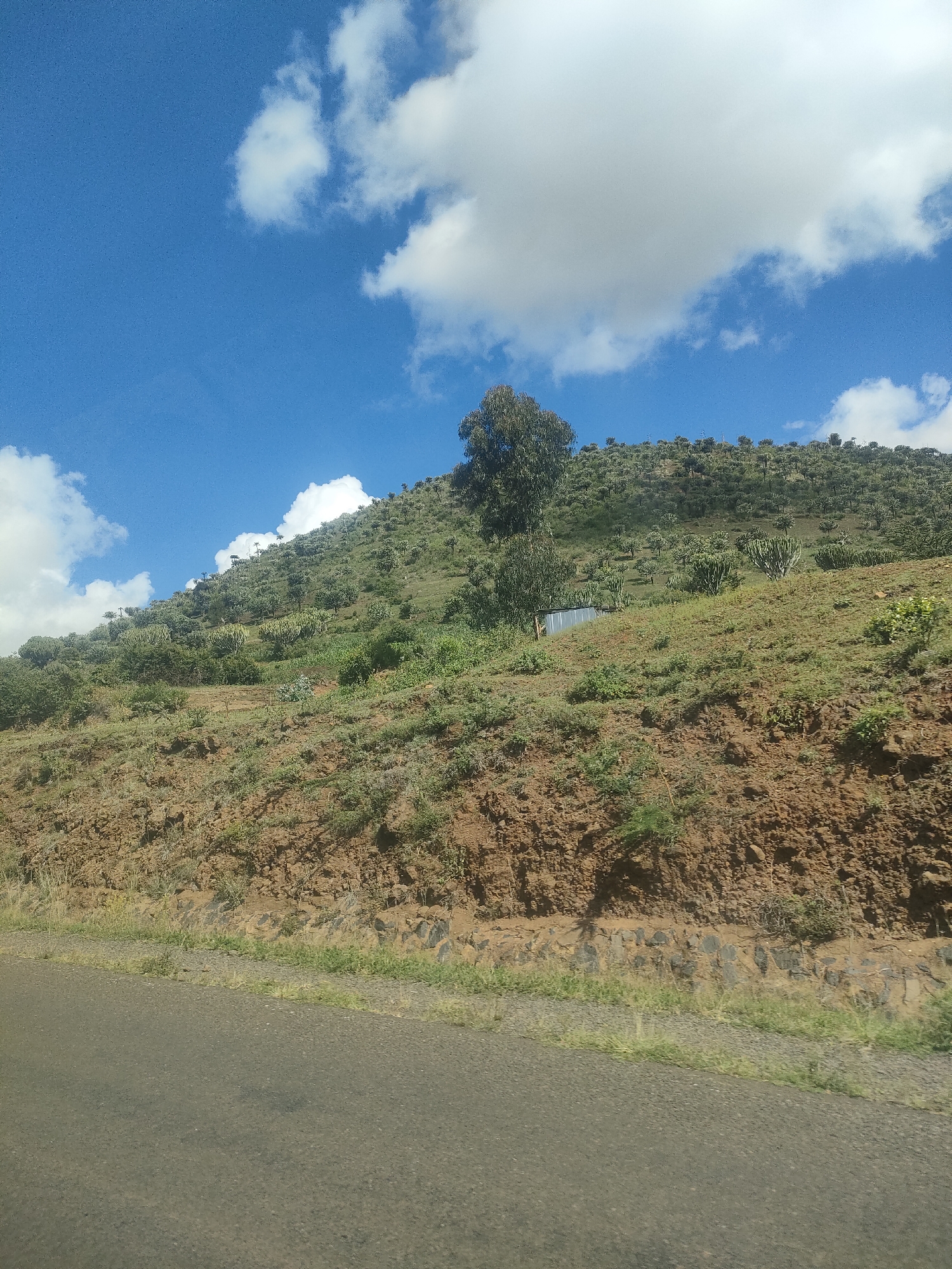 The image depicts a hillside landscape in what is likely the Kisima Ward of Kenya. The foreground features an asphalt road, slightly elevated above the immediate terrain. Above the road, the hillside transitions from exposed reddish-brown soil and rocks to grassy vegetation interspersed with shrubs and small trees. A single, taller tree stands out towards the middle of the slope. Further up the hill, the density of trees increases, suggesting a forested area. The sky above is blue with scattered white clouds. The composition suggests the photo was taken from a moving vehicle. There are no people visible in the scene.