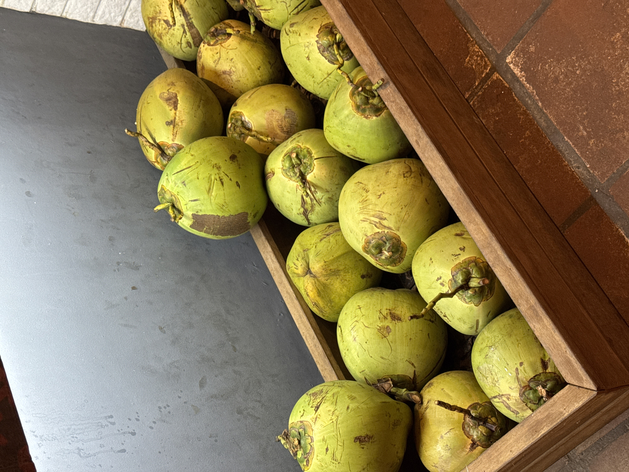 The image displays a vibrant collection of fresh, green young coconuts, primarily arranged within and spilling out of a rustic wooden crate. The coconuts are uniformly light green, with some exhibiting minor brown blemishes and natural texture on their husks. Many retain their short, brown stems or fibrous bases.
The wooden crate, crafted from light brown planks, occupies the right side of the frame, angled towards the viewer. It is filled with coconuts, several of which have overflowed onto a dark grey, matte surface that covers the lower and left portions of the image. This grey surface appears slightly textured with subtle marks.
In the upper right corner, a section of a reddish-brown tiled floor is visible, composed of square tiles separated by lighter grout lines. The lighting is bright and even, highlighting the natural colors and forms of the coconuts. There are no people visible, nor any specific activity taking place beyond the arrangement of the coconuts. No text is discernible in the image. The scene suggests a display or storage area for fresh produce, likely in a tropical setting such as Kuta Selatan, Indonesia.
