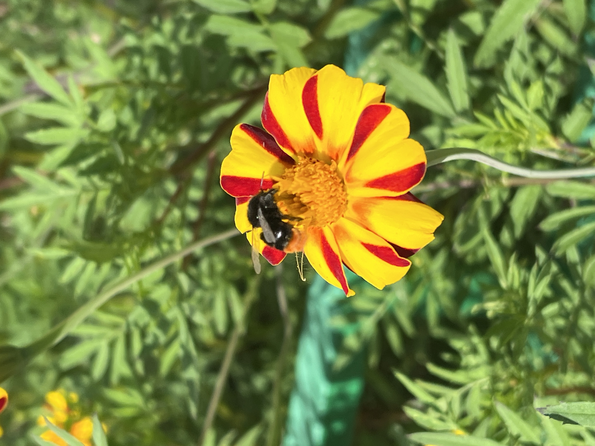 A bumblebee is shown in close-up, perched on a bright yellow and red striped flower. The flower's center is a cluster of yellow stamens. The background is filled with green foliage, suggesting an outdoor setting, possibly a garden or park. No specific location within Noviy, Russia, is discernible from the image.